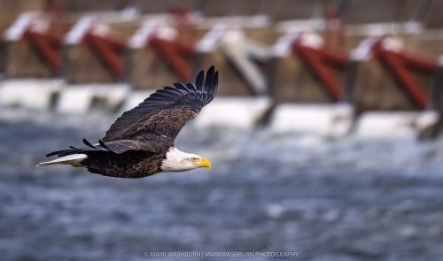 bald-eagle-ld16-3