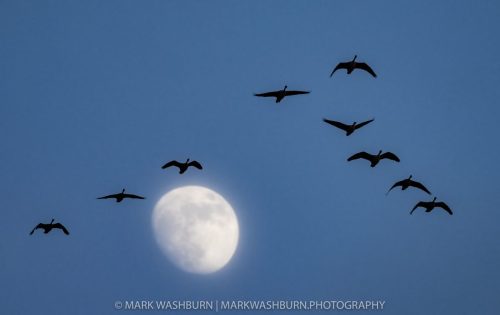 geese-moon