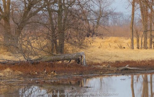 goose-marsh-2