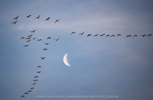 snowgeese-moon