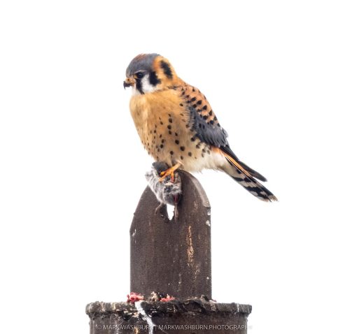 kestrel-muscatine-7 (1)