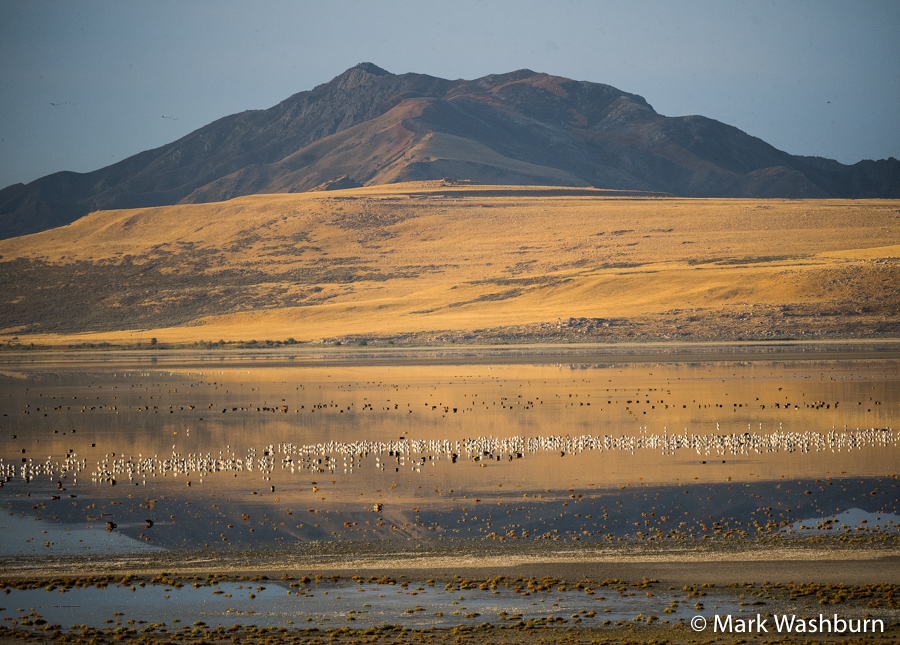The Oasis Of Antelope Island