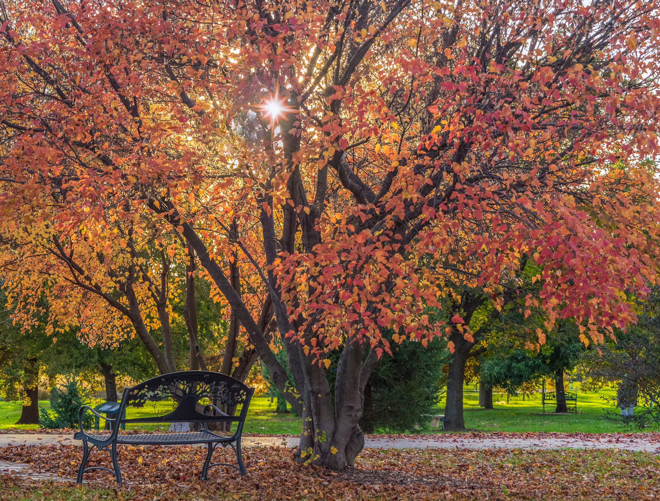 Fall Colors And The Bench