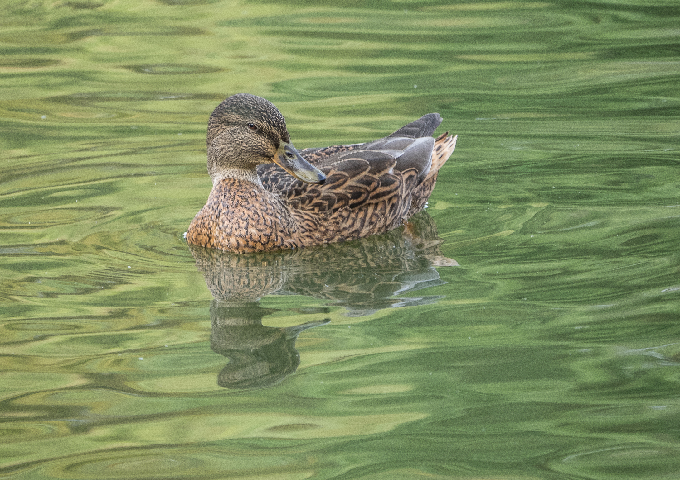 Mallard Hen Reflections