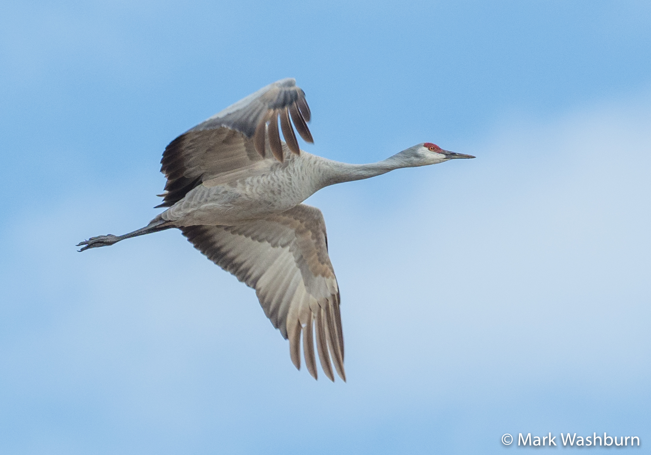 Sandhill Cranes And Their Central Nebraska Sanctuaries