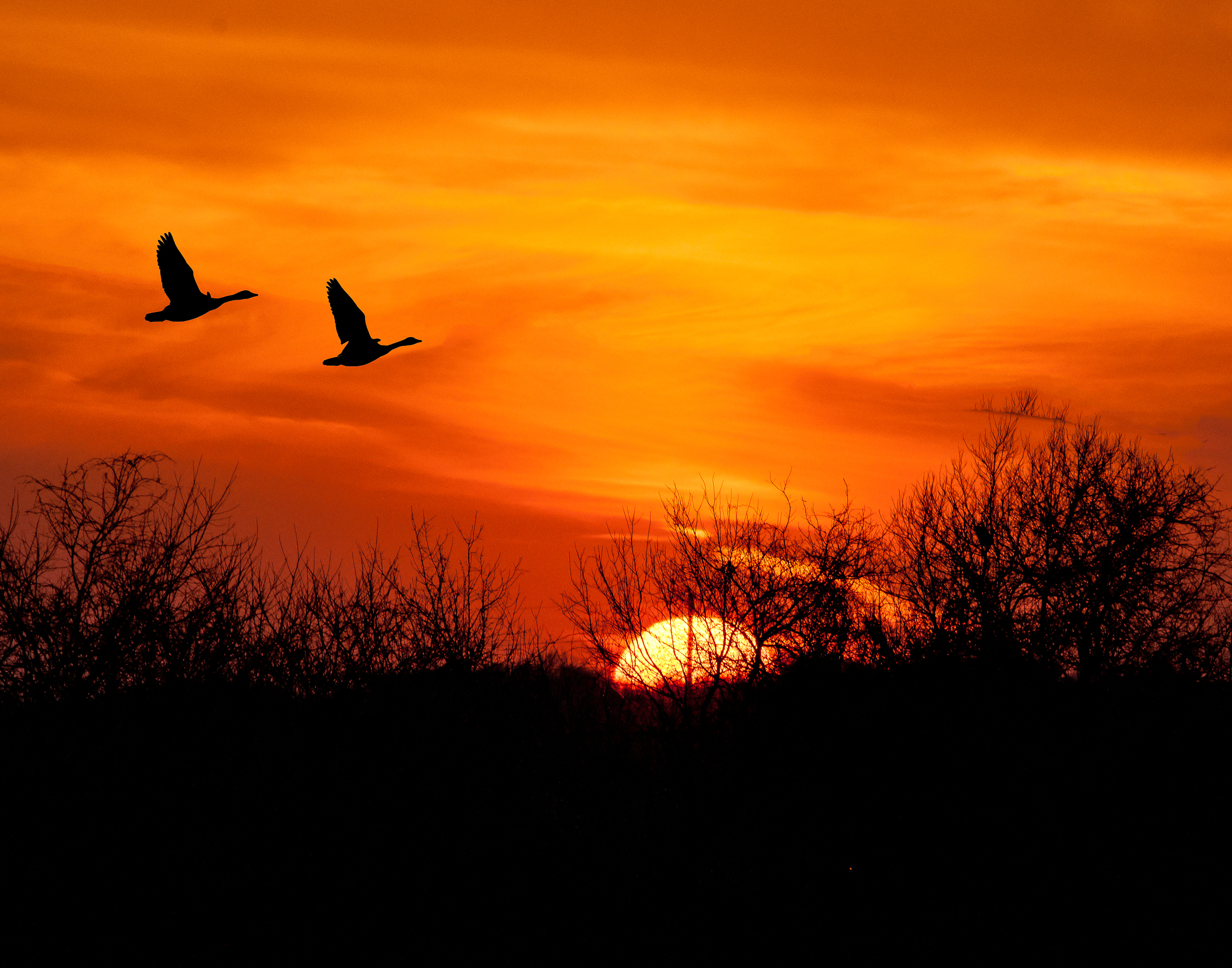 Sunset Geese