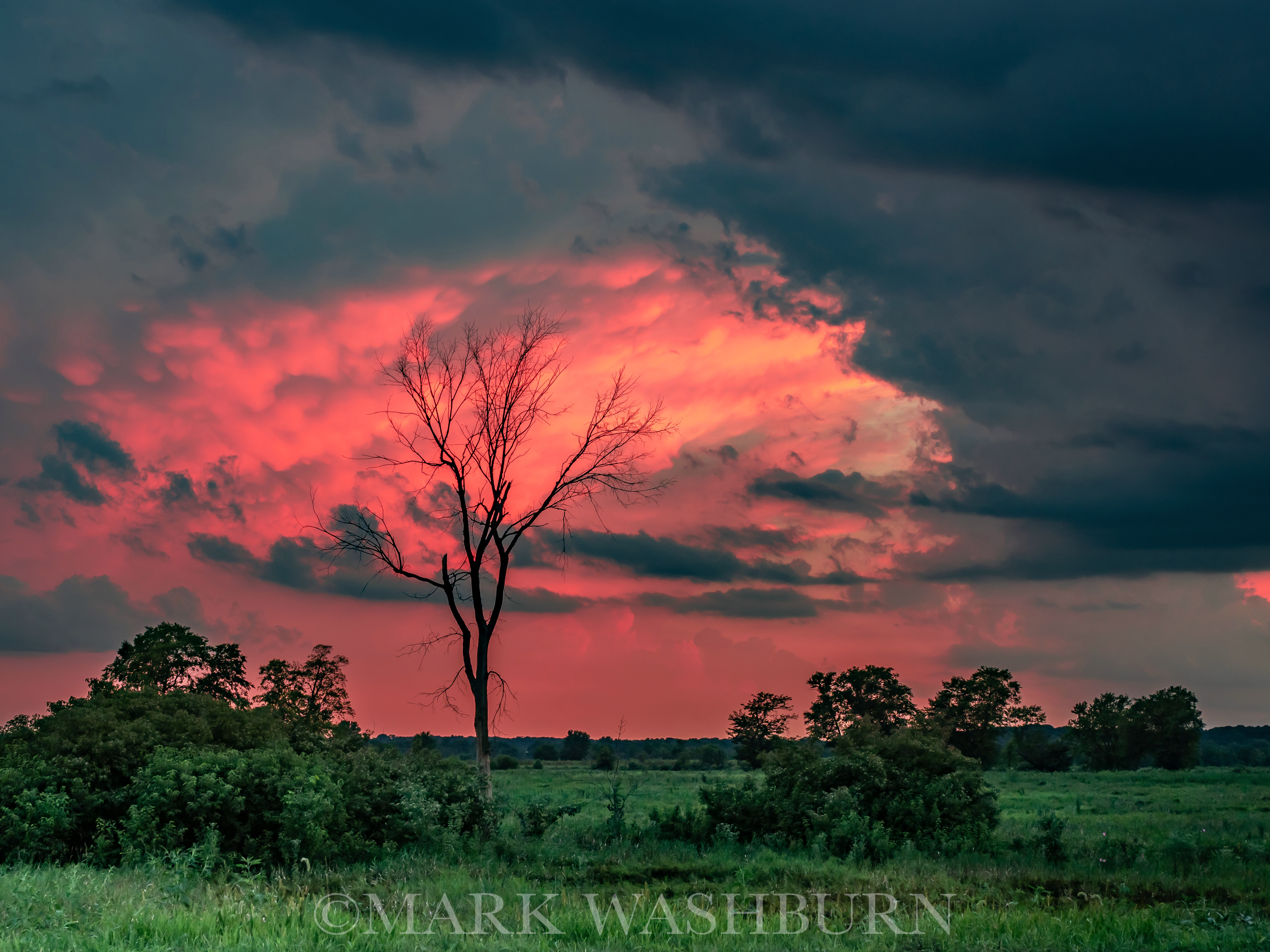 Atomic Tree – Cones Marsh Iowa