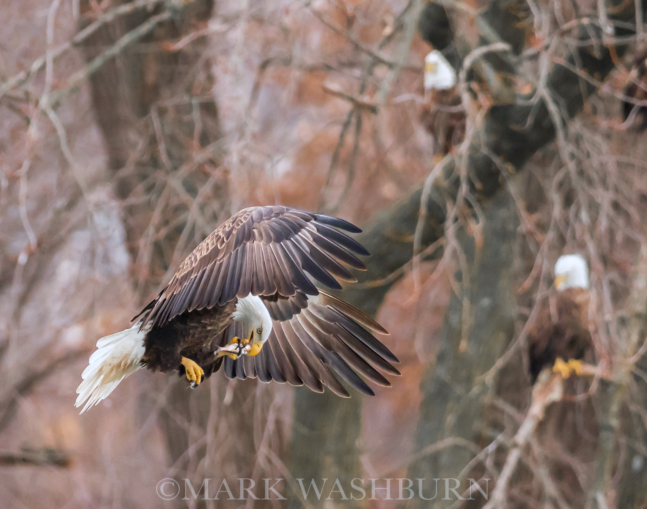 Bald Eagle – Fast Food