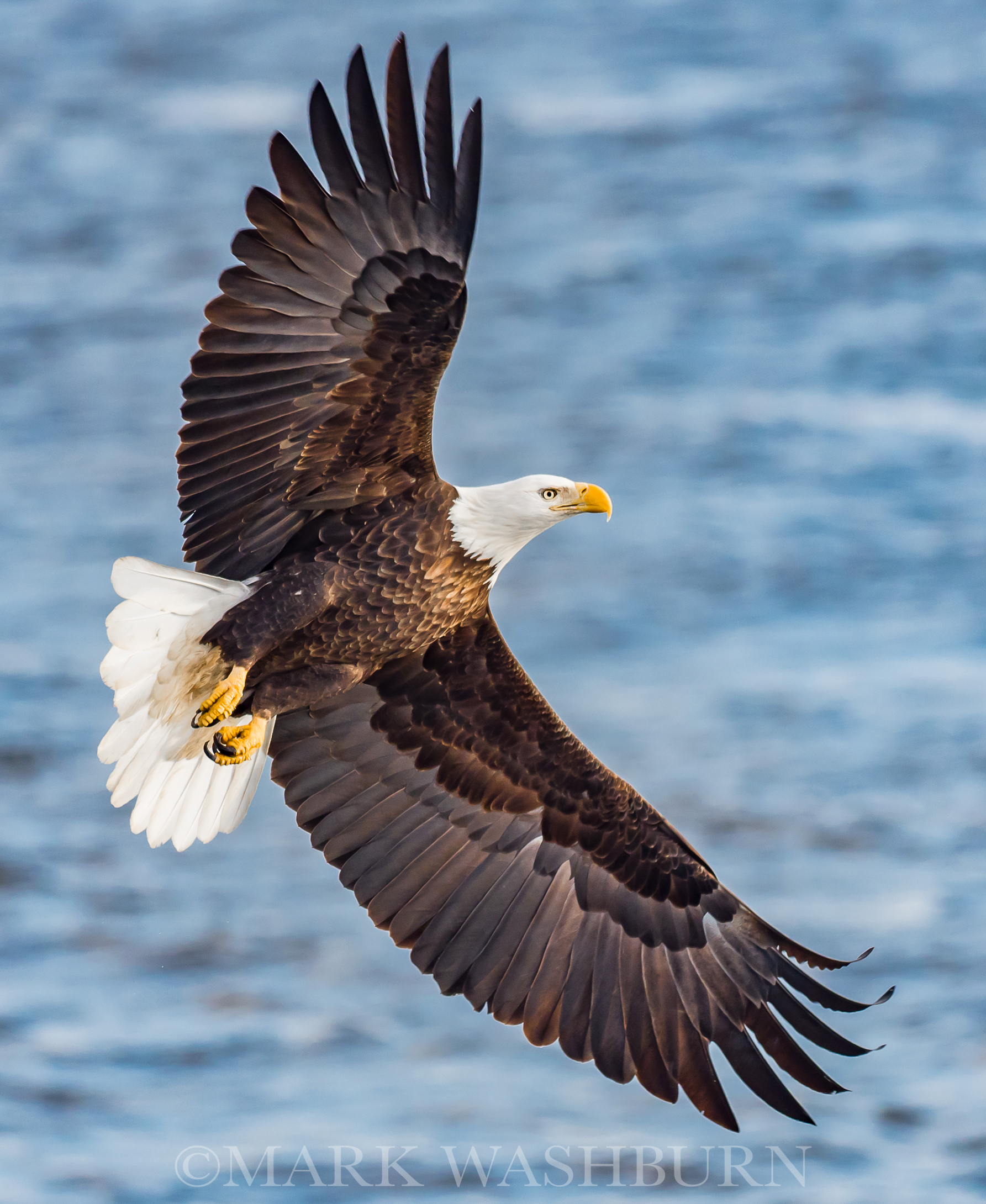 Breakaway – Bald Eagle