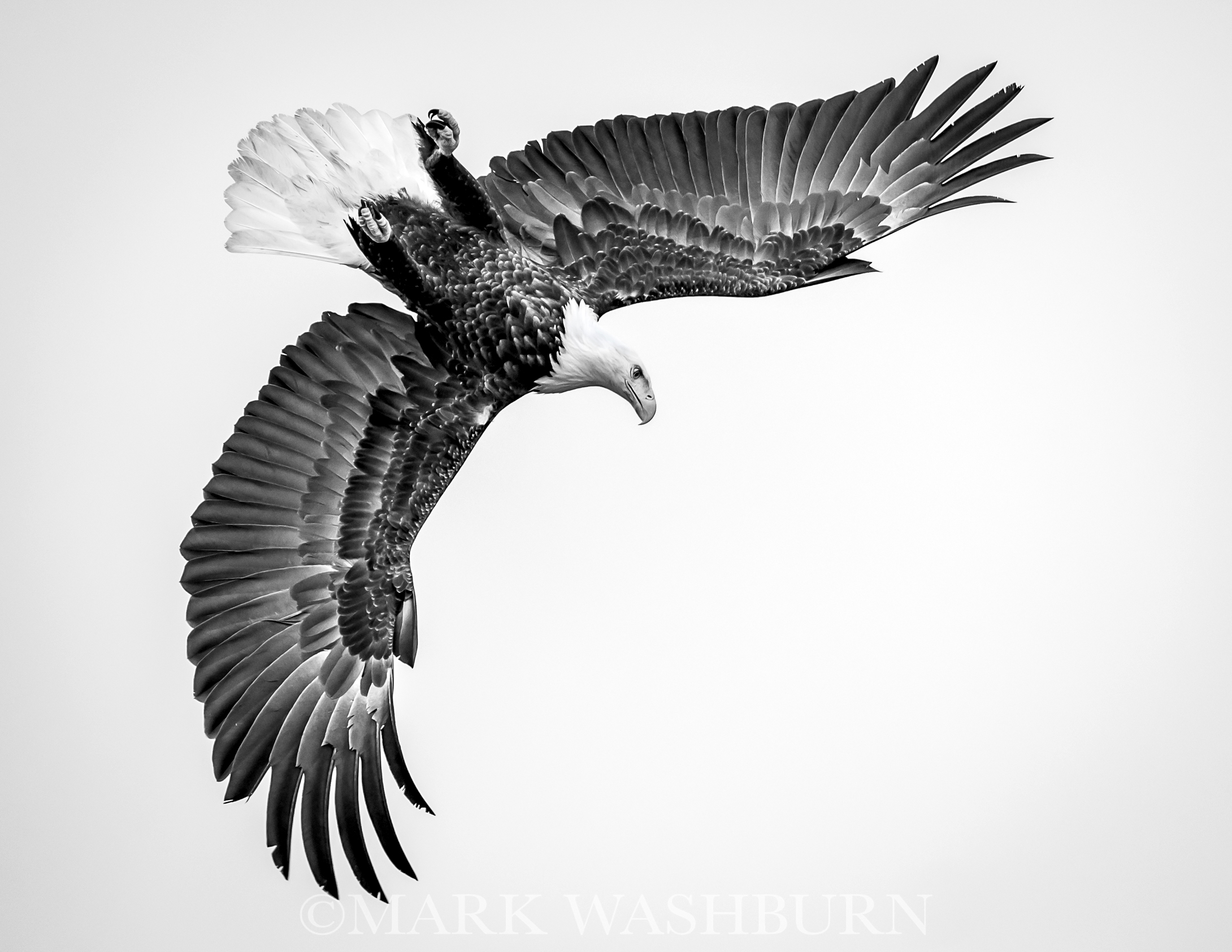 Bald Eagle – The Grand Wingover