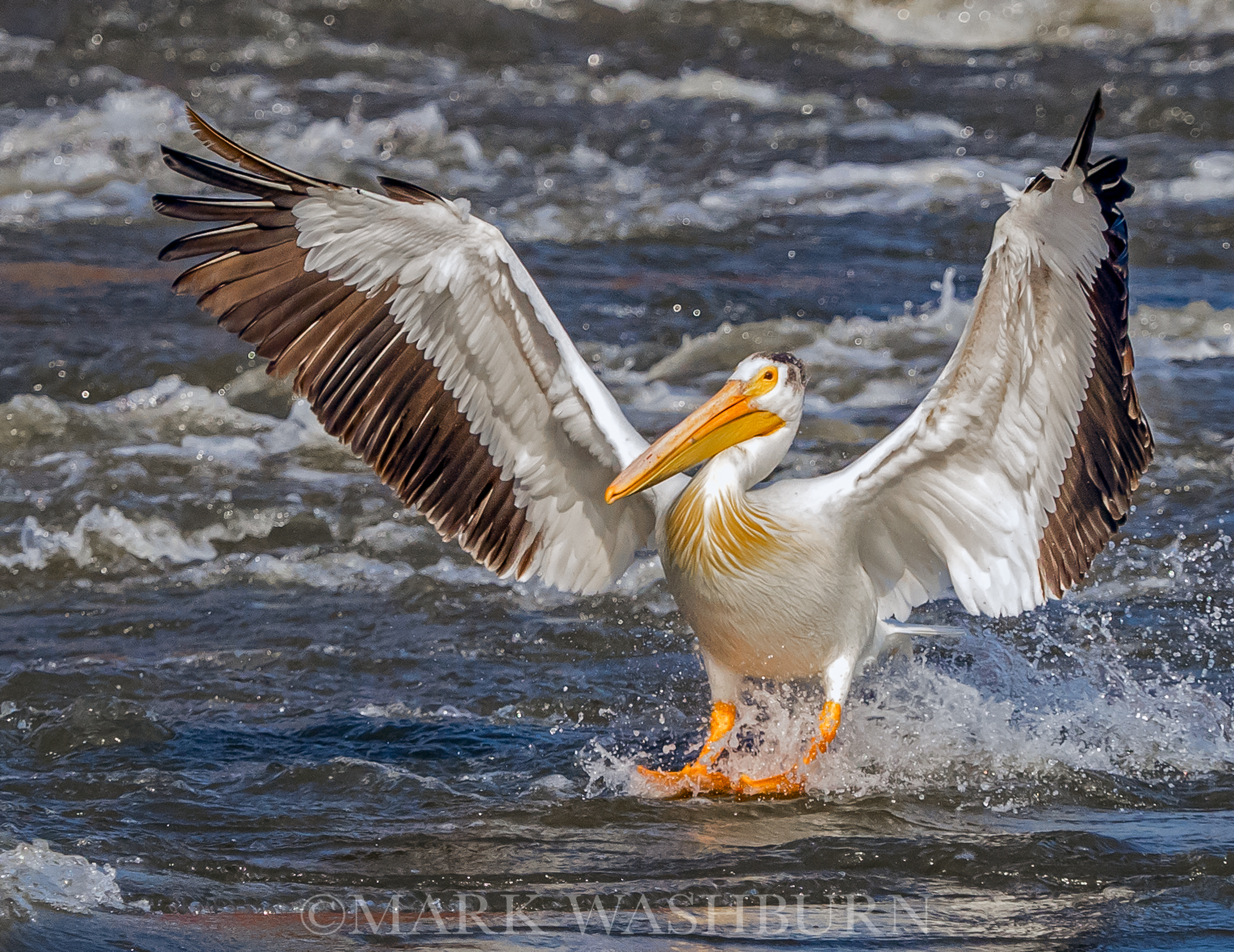 Shooting Birds In Flight With The Olympus EM1 Mark II