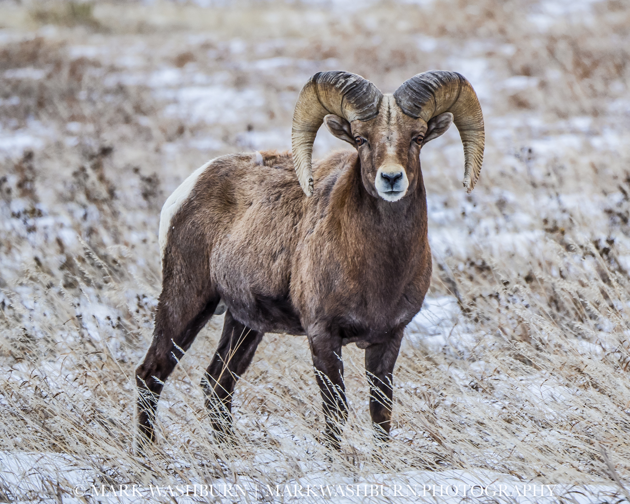 Big Business – Bighorn Ram