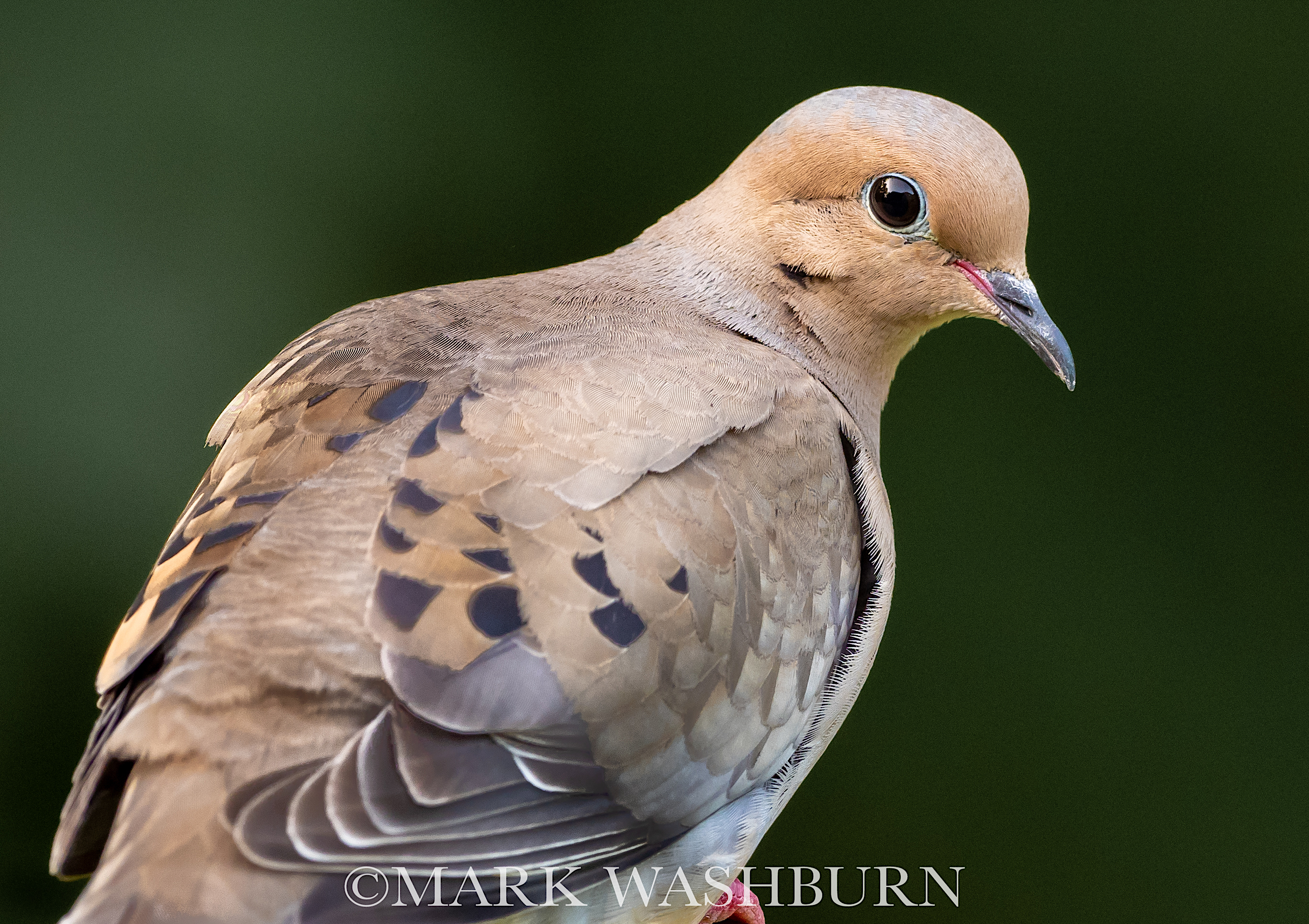Backyard Birds – Mourning Dove