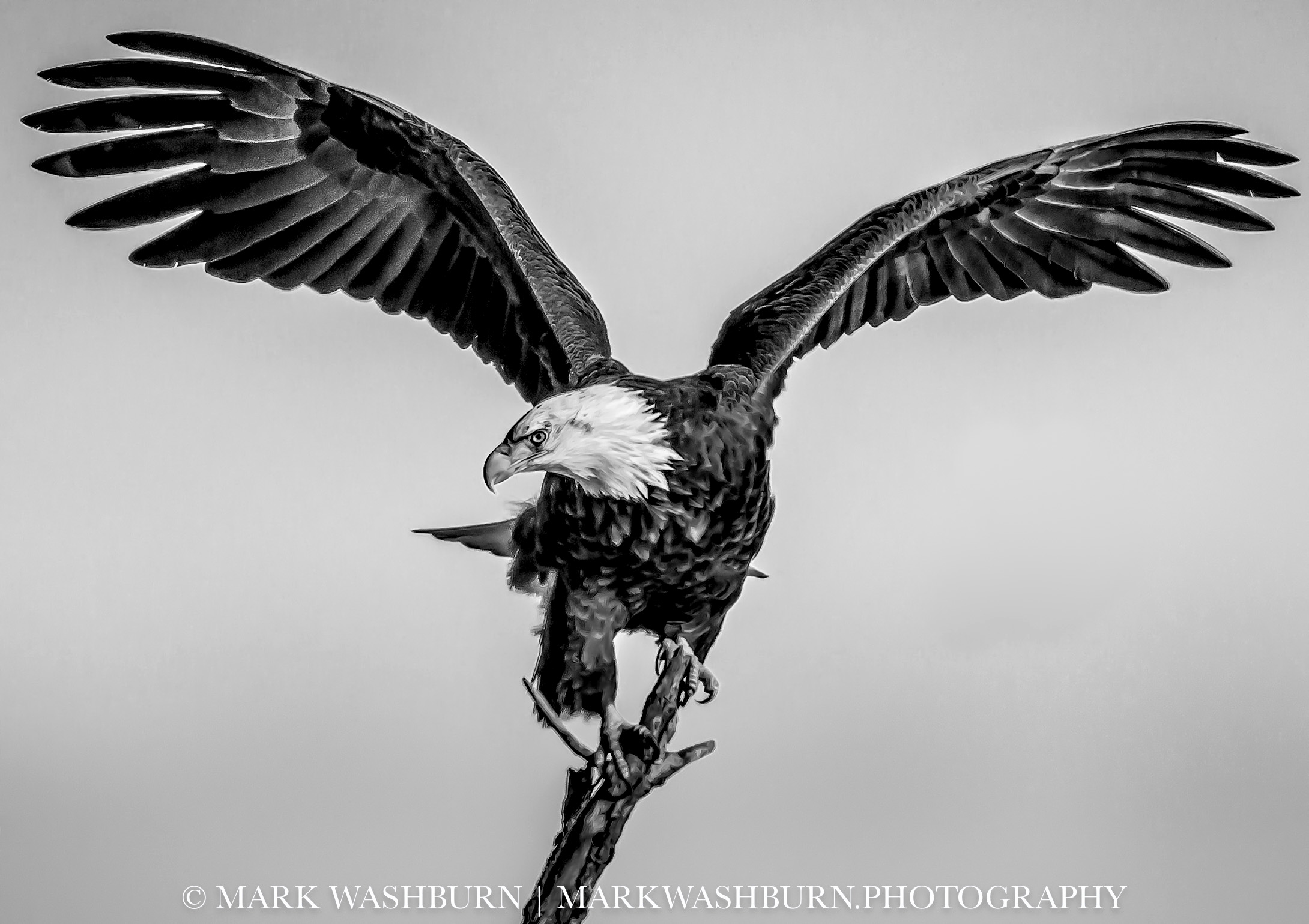 Dominion – Bald Eagle