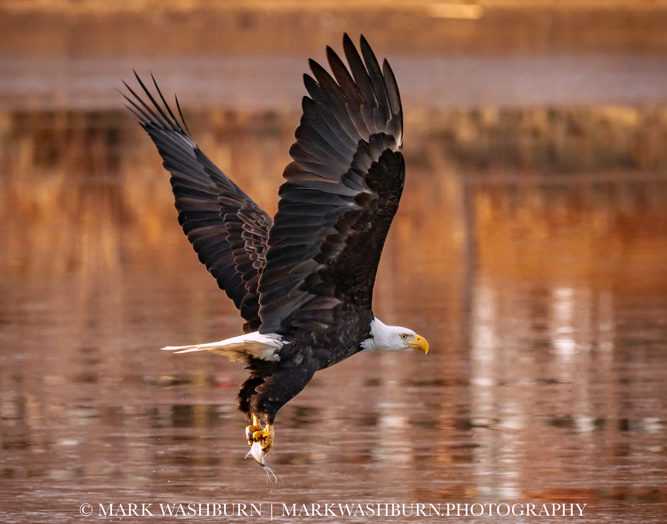 Breakfast Run – Bald Eagle