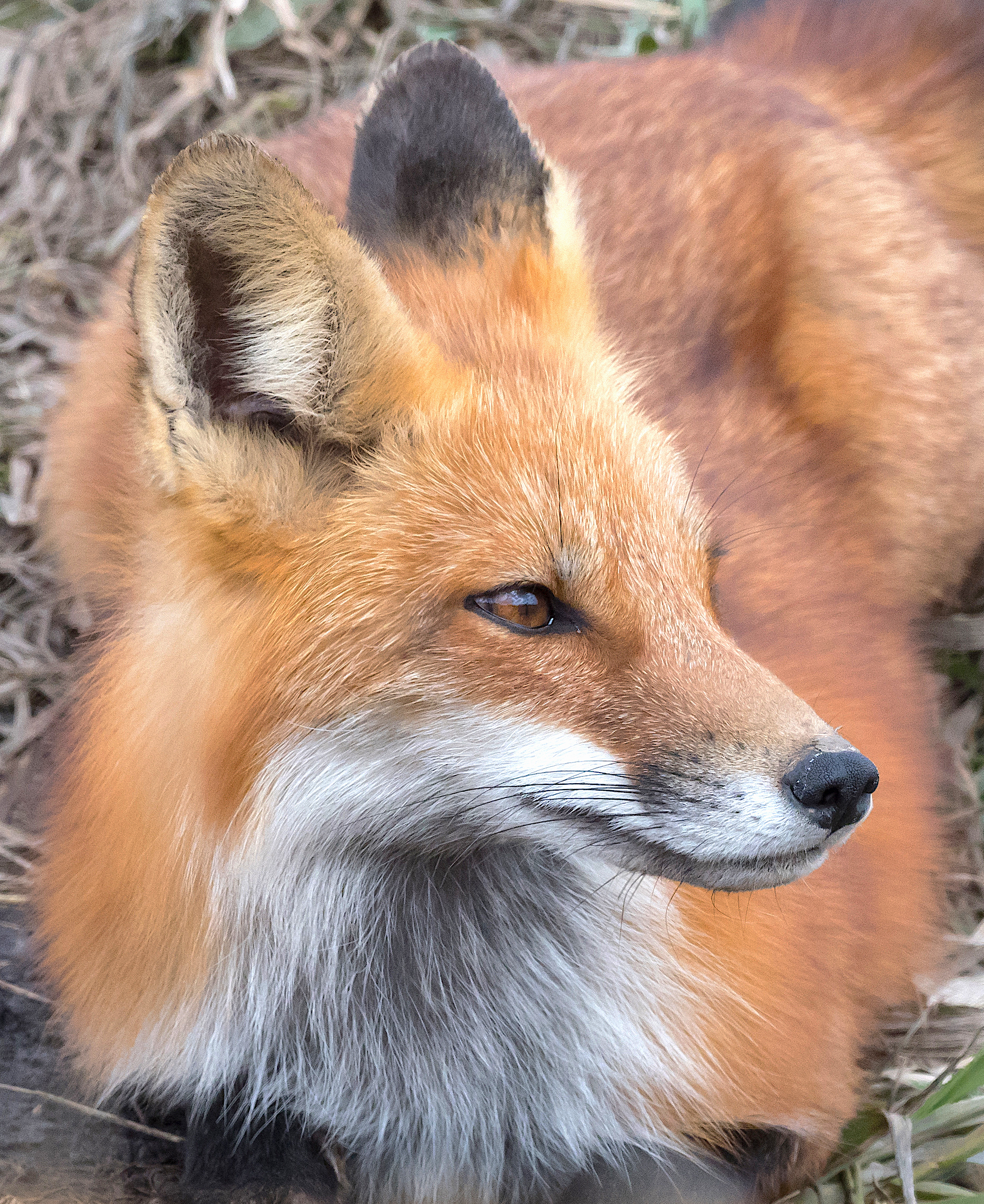 Red Fox Portrait – A Most Valuable Predator