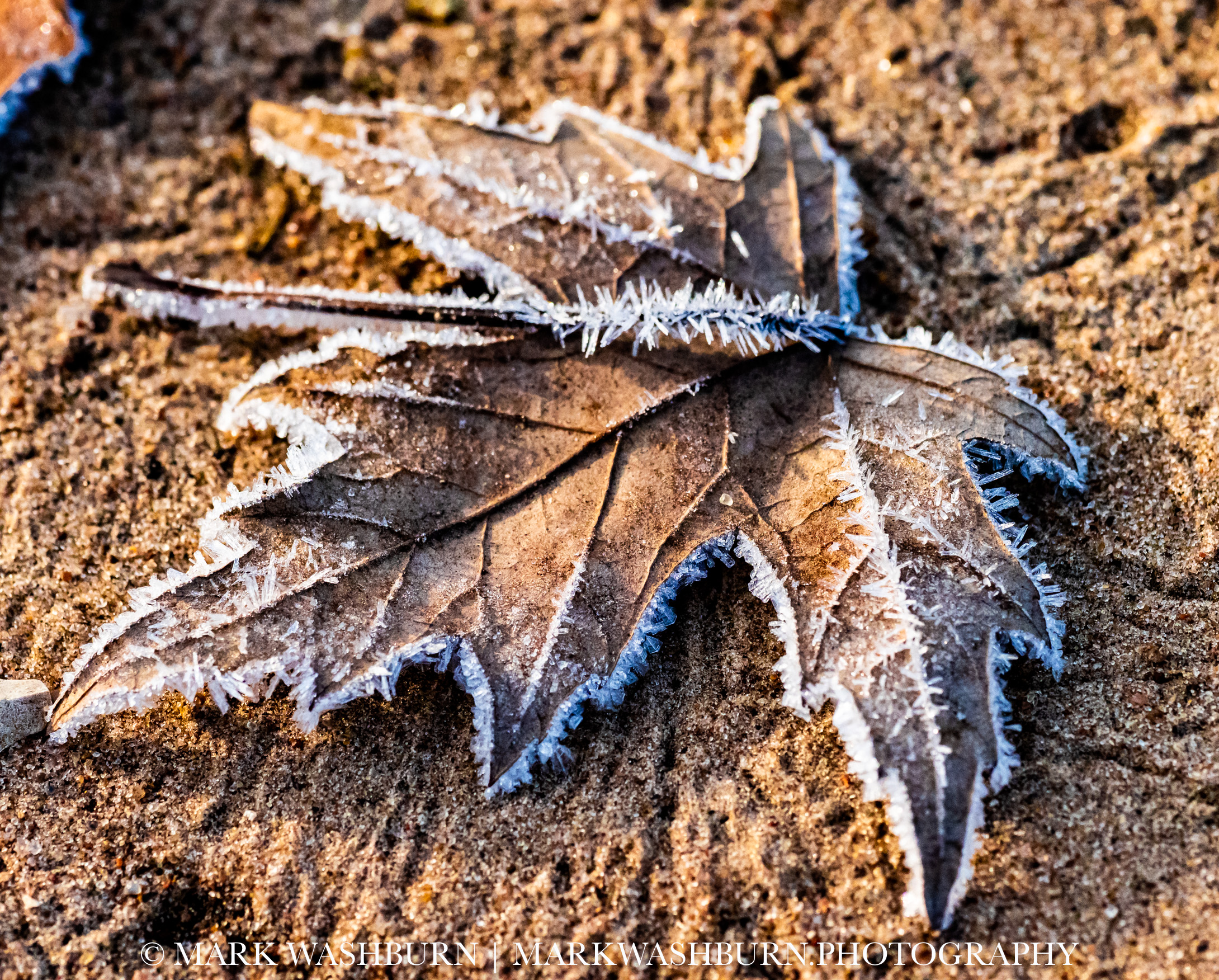 Winter Leaf