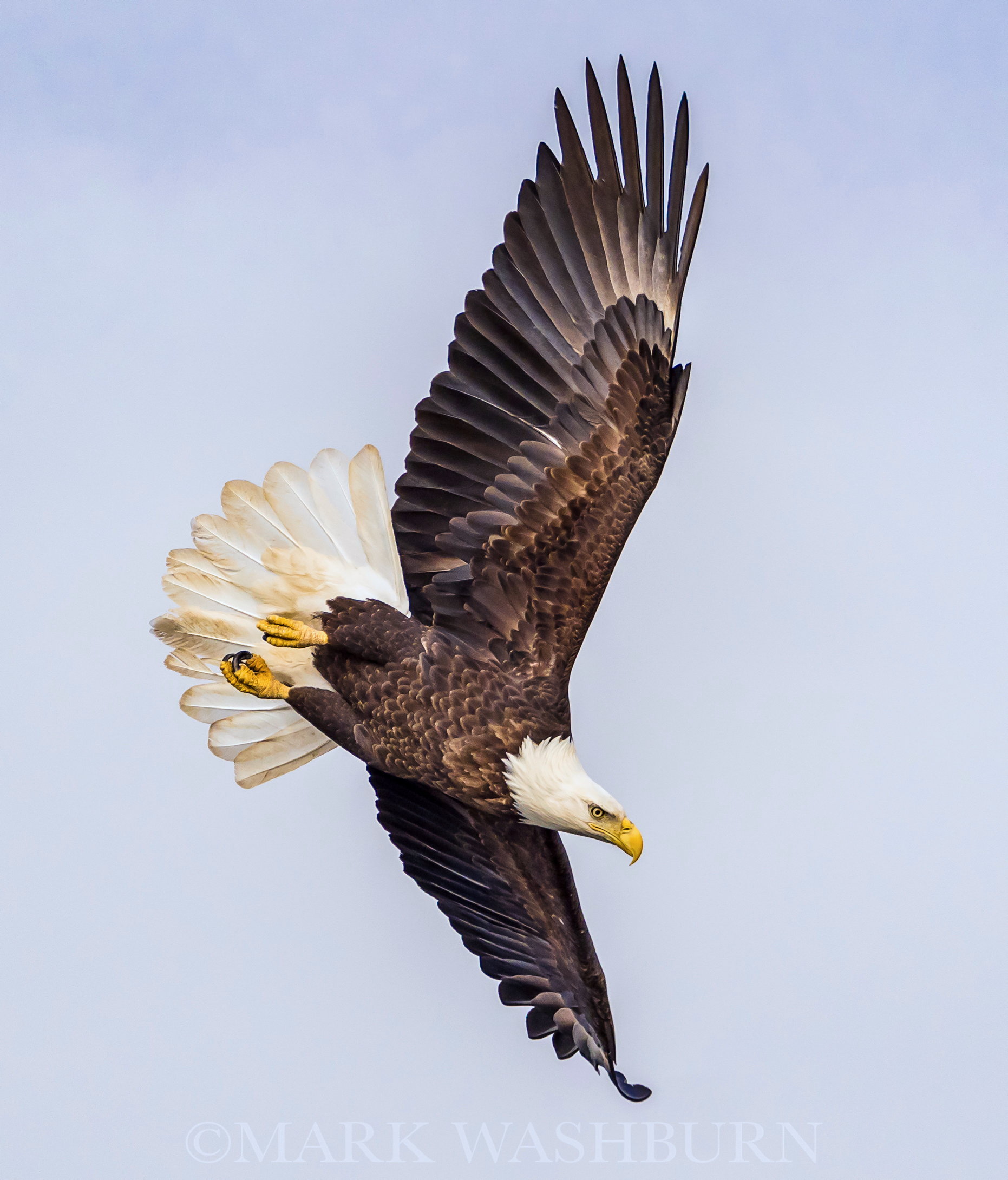 The Dive – Bald Eagle