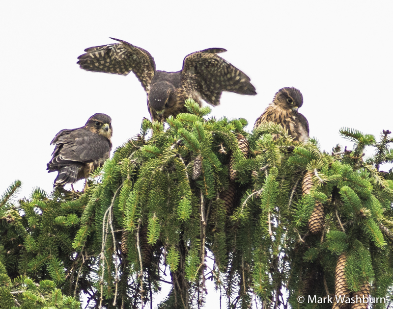 Merlins First Flights – Iowa City Iowa 2016 (Video)