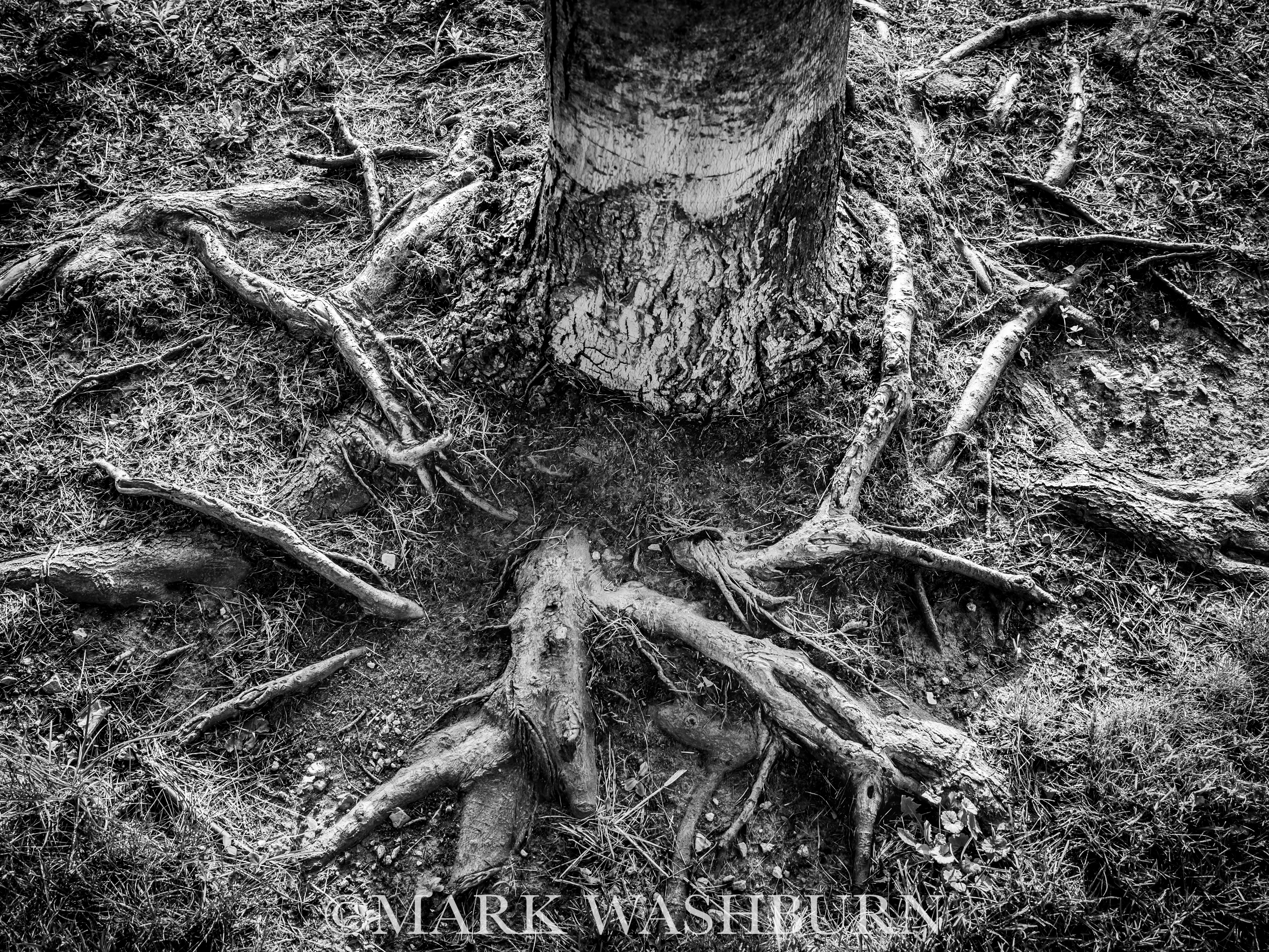 Circle Of Life – Tree Roots