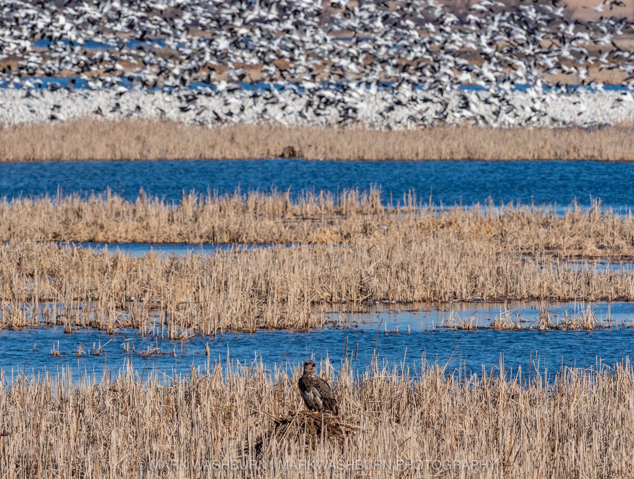 The Opportunist – Bald Eagle And Snow Geese