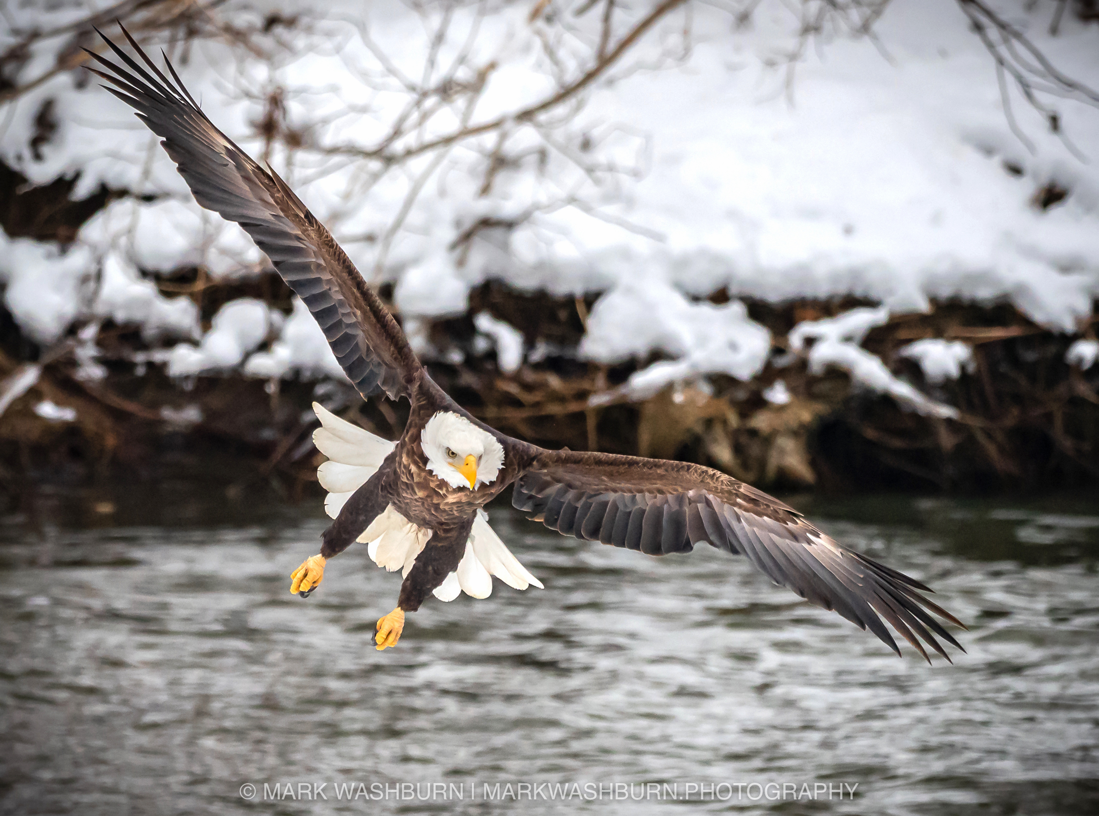 Incoming Eagle – Thankful For Snow