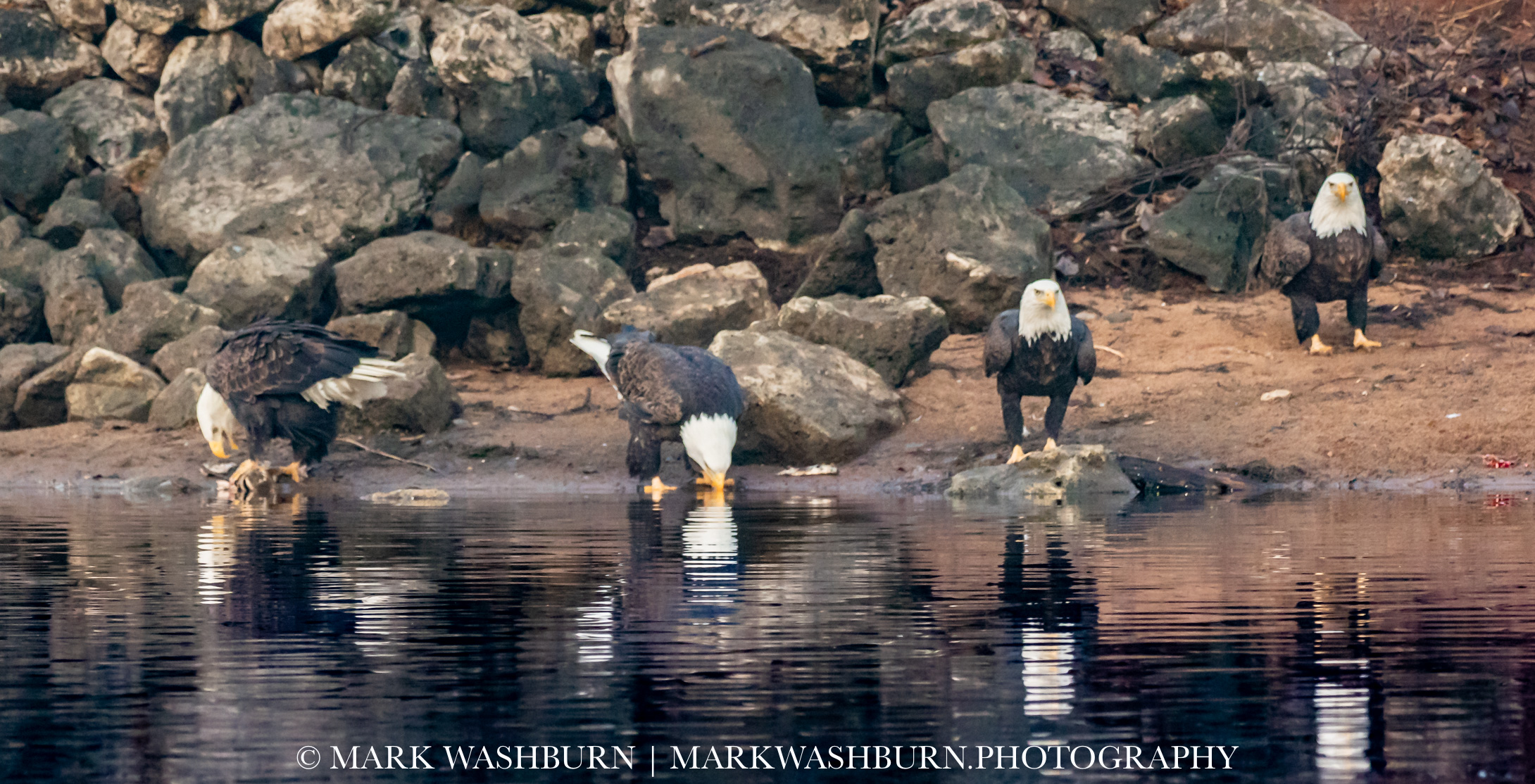Beachcombers – Bald Eagles
