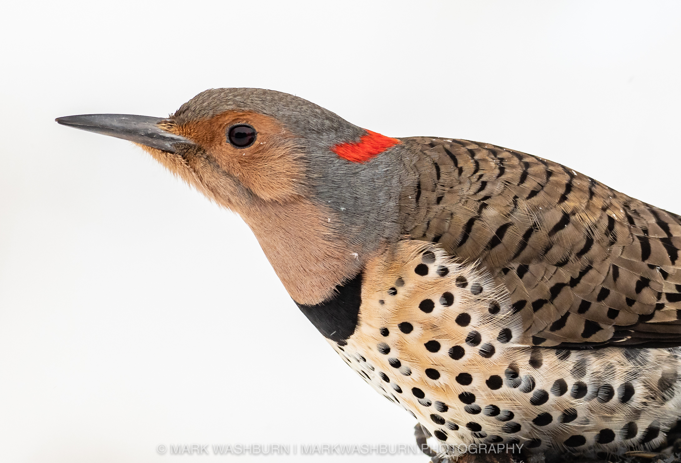 Backyard Bird Portraits – Yellow Shafted Flicker