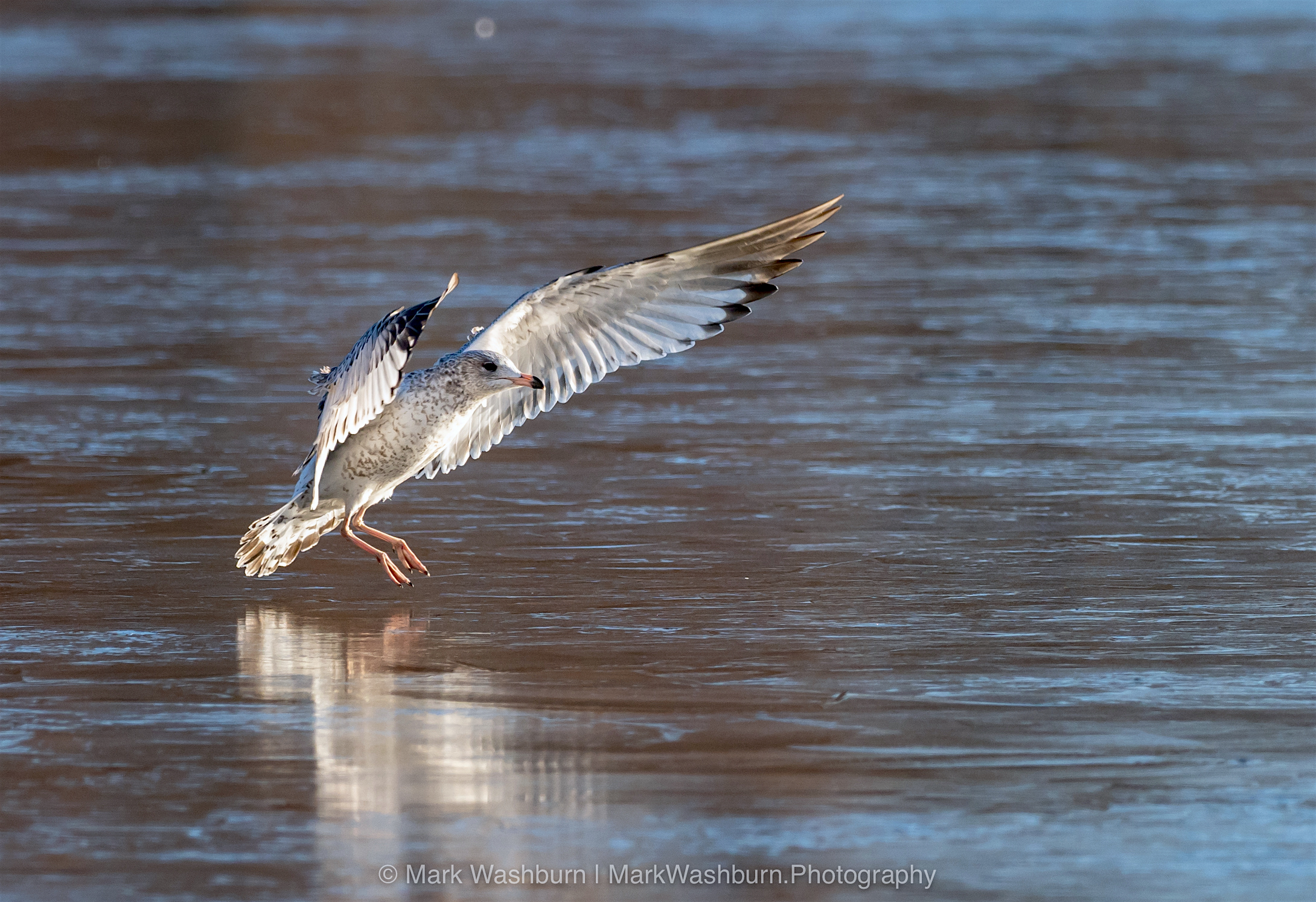 Gull On Ice