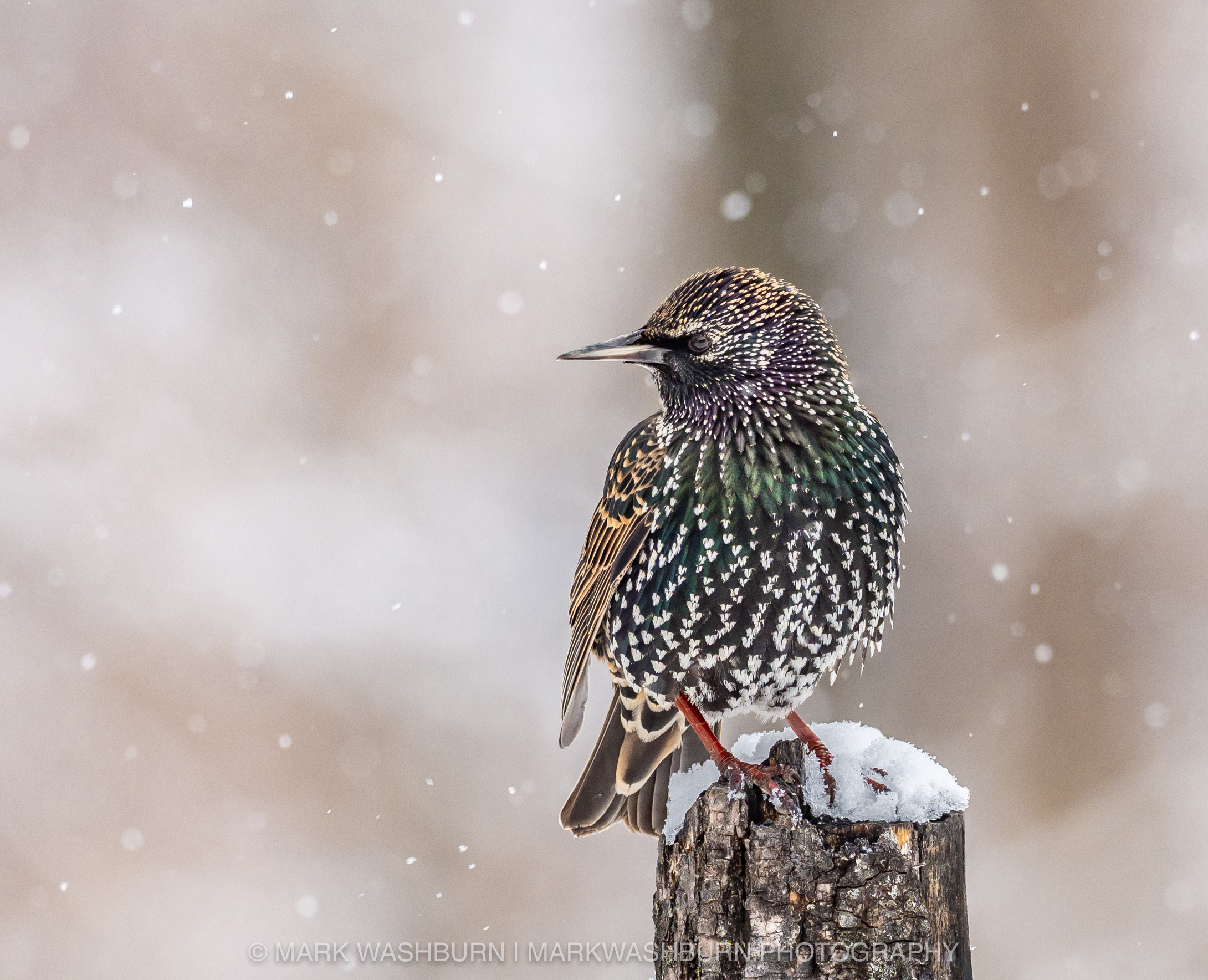 Starling In The Snow