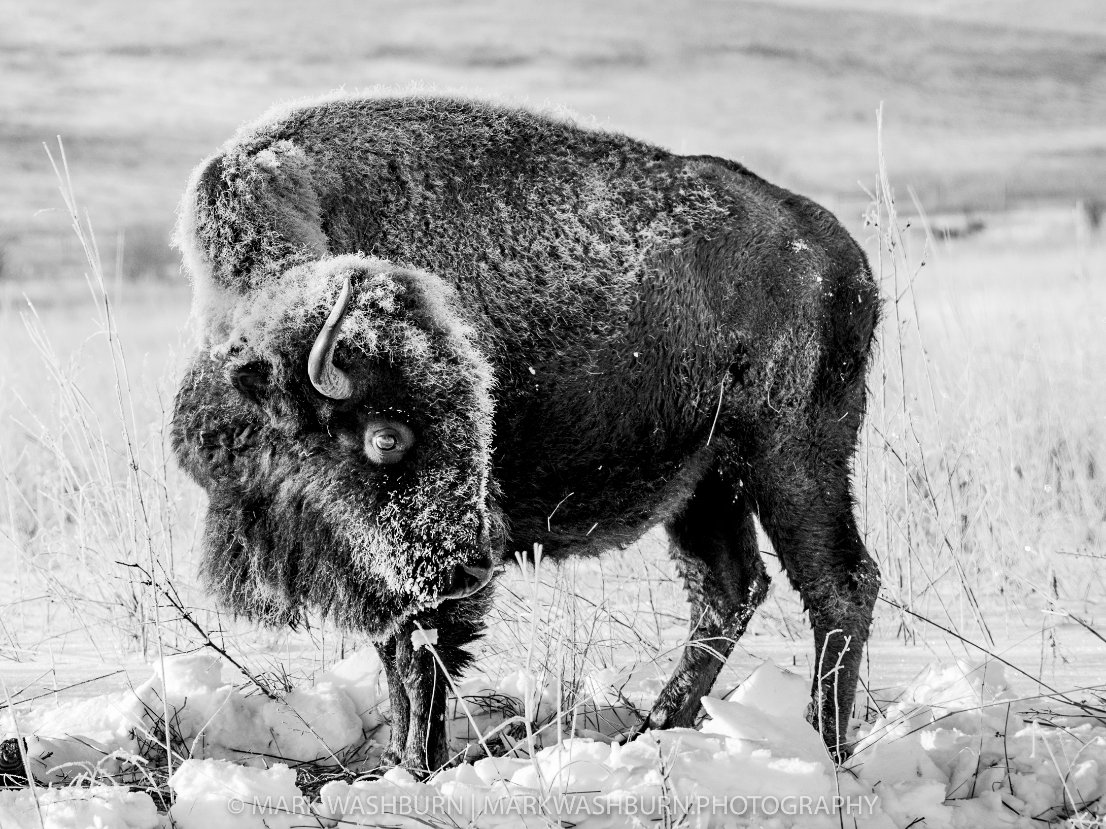 Frost On The Prairie – Bison