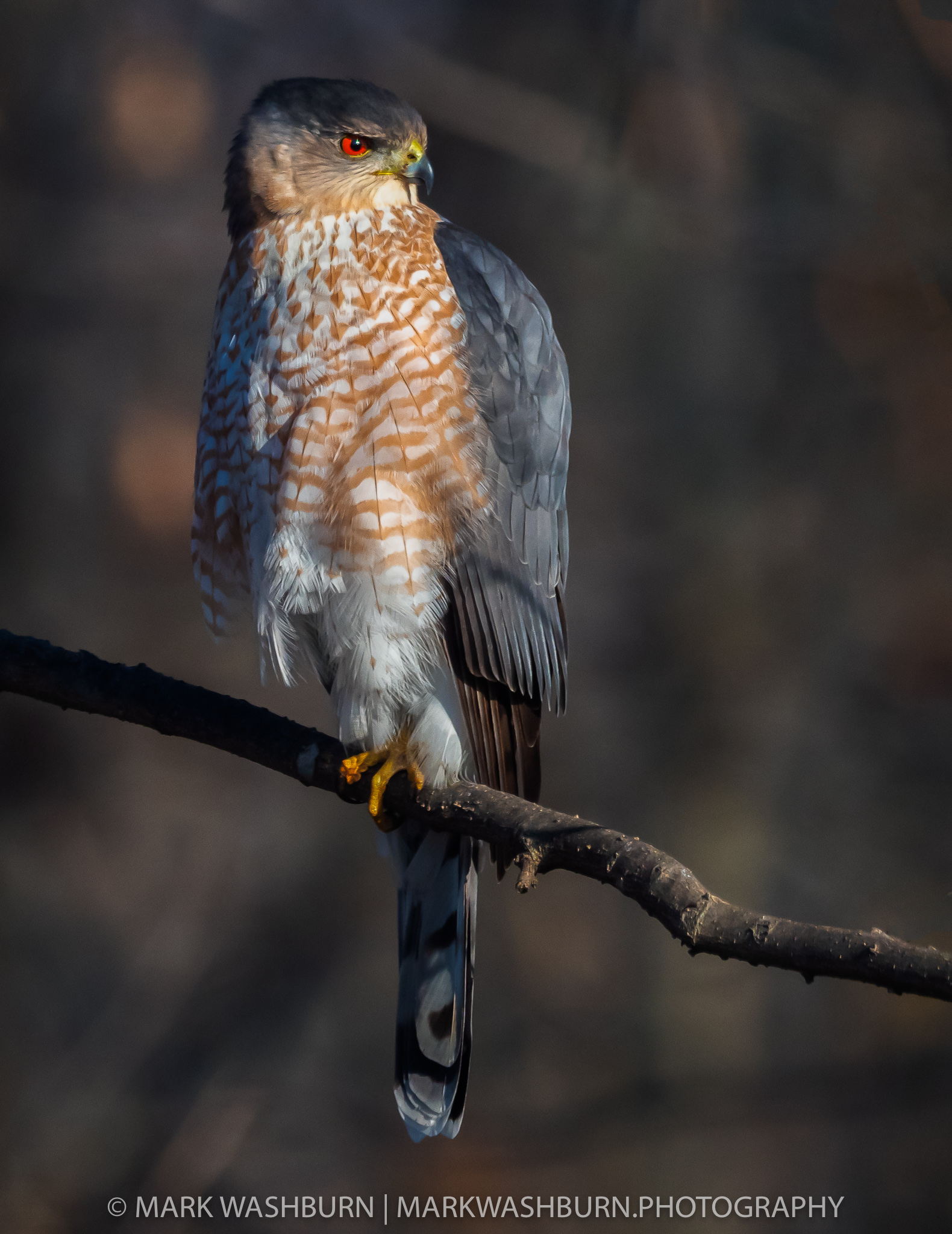 Coopers Hawk – From The Shadows
