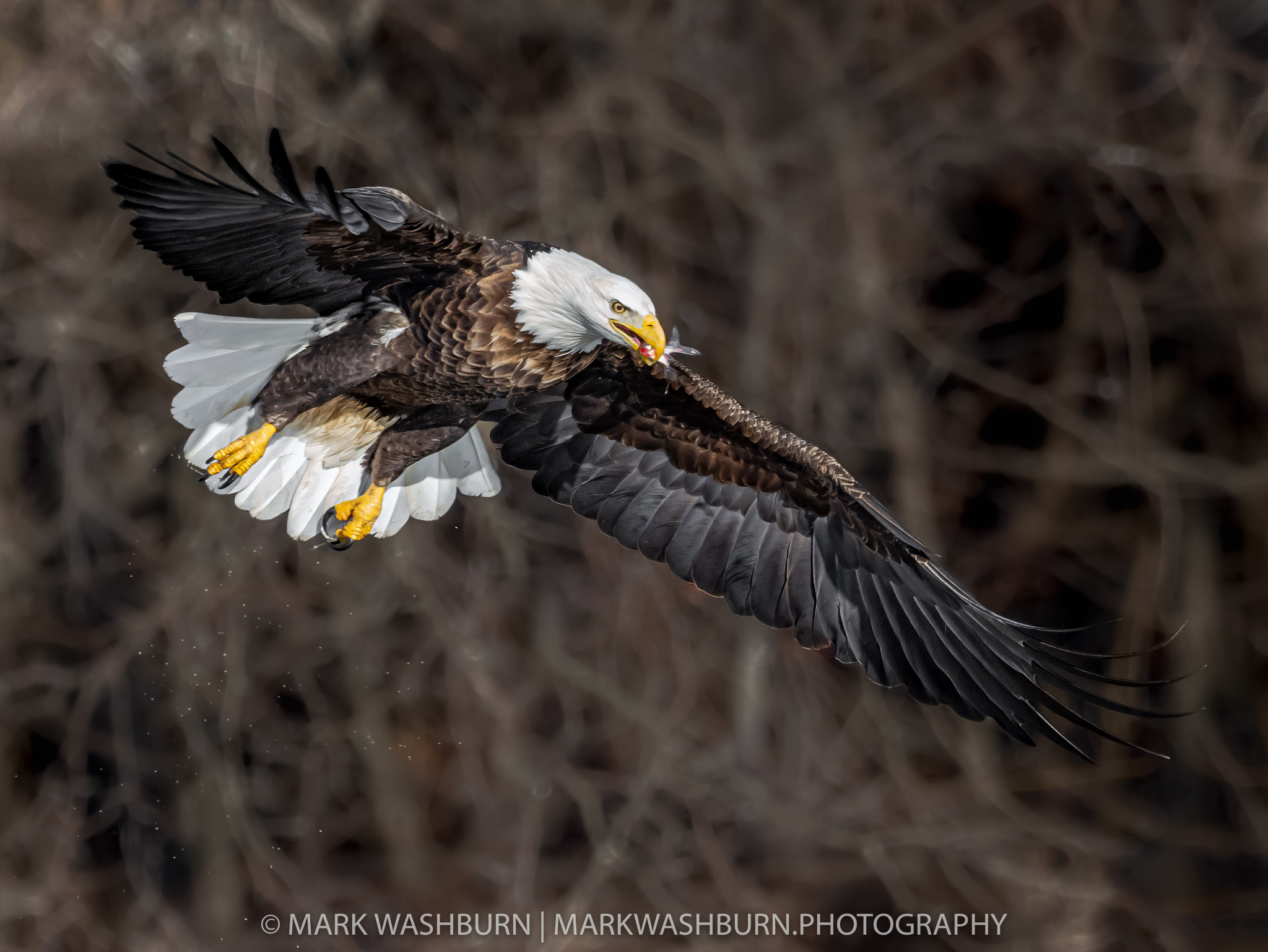Done And Done – Bald Eagle