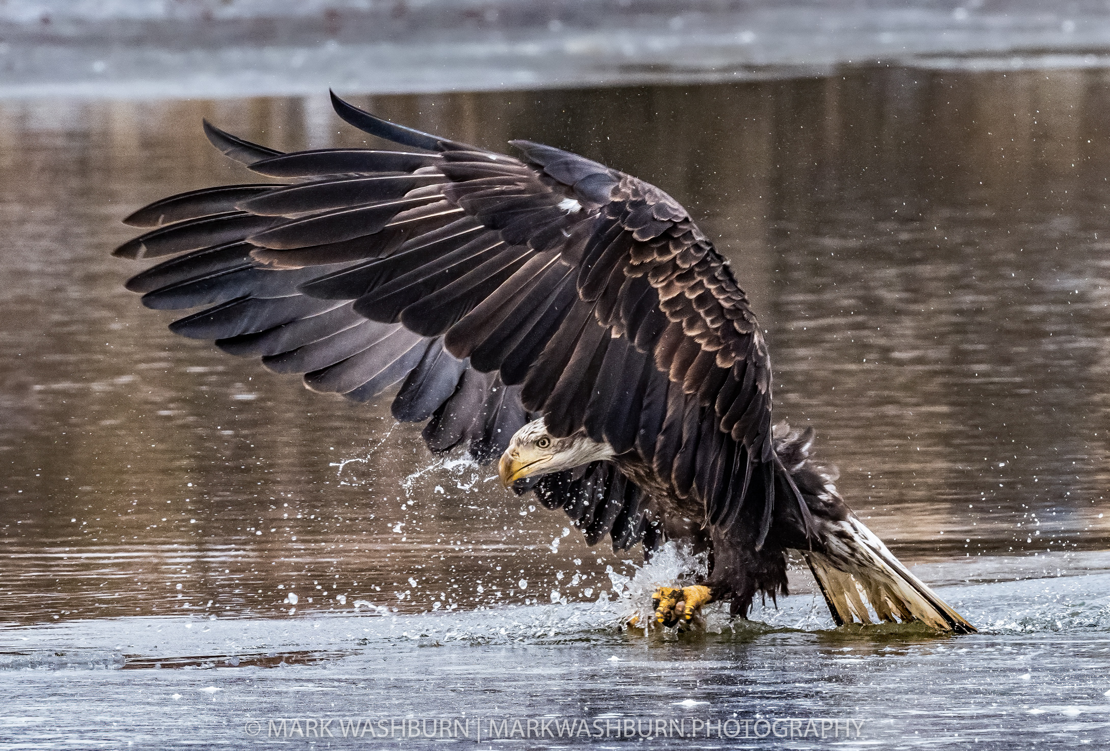 Ice Breaker – Bald Eagle