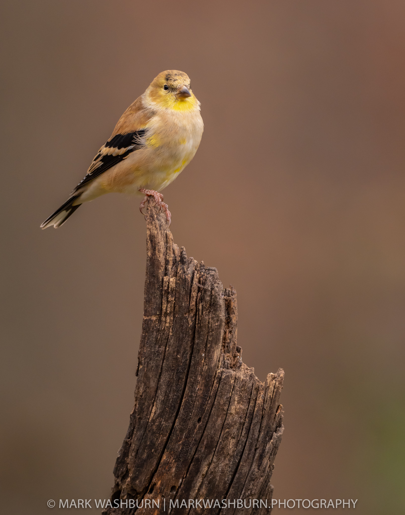 Goldfinch – On Top Of The World