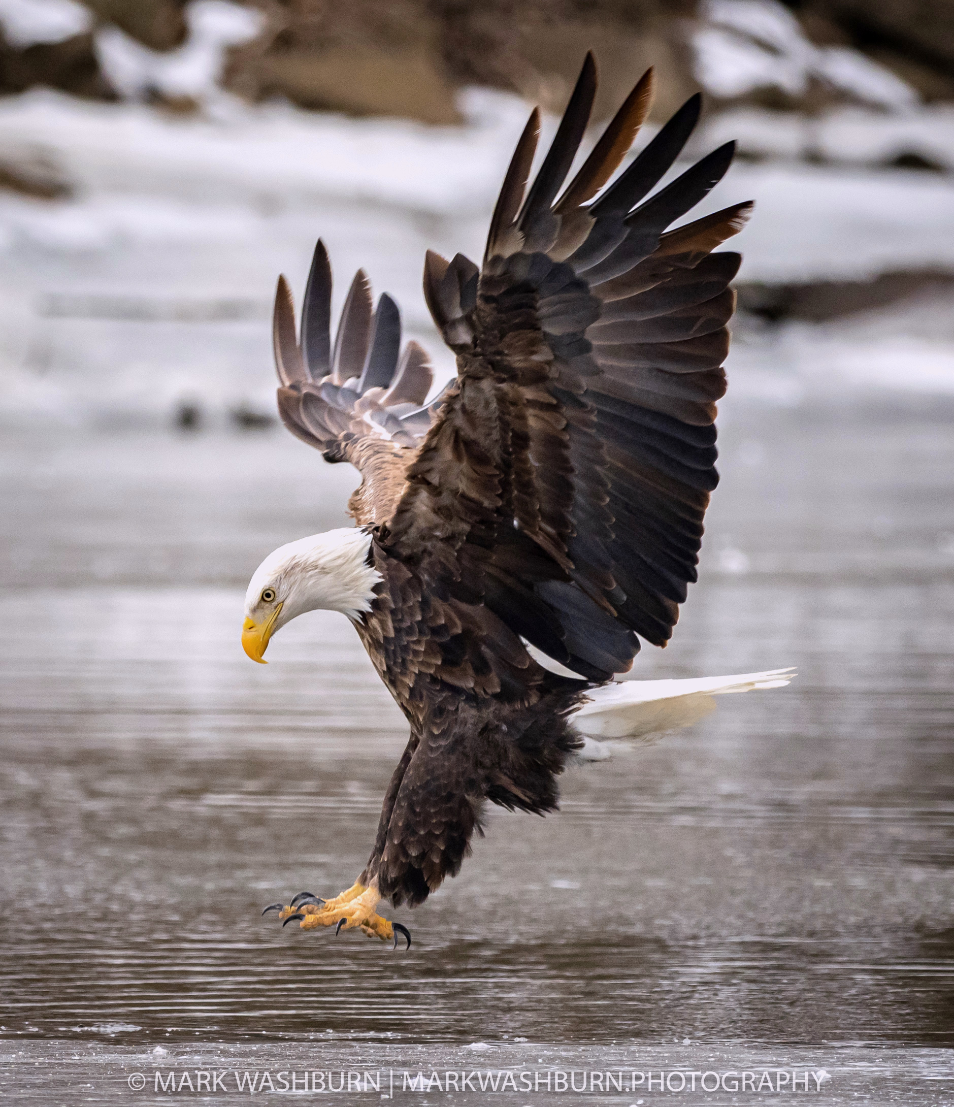 Slow Descent – Bald Eagle