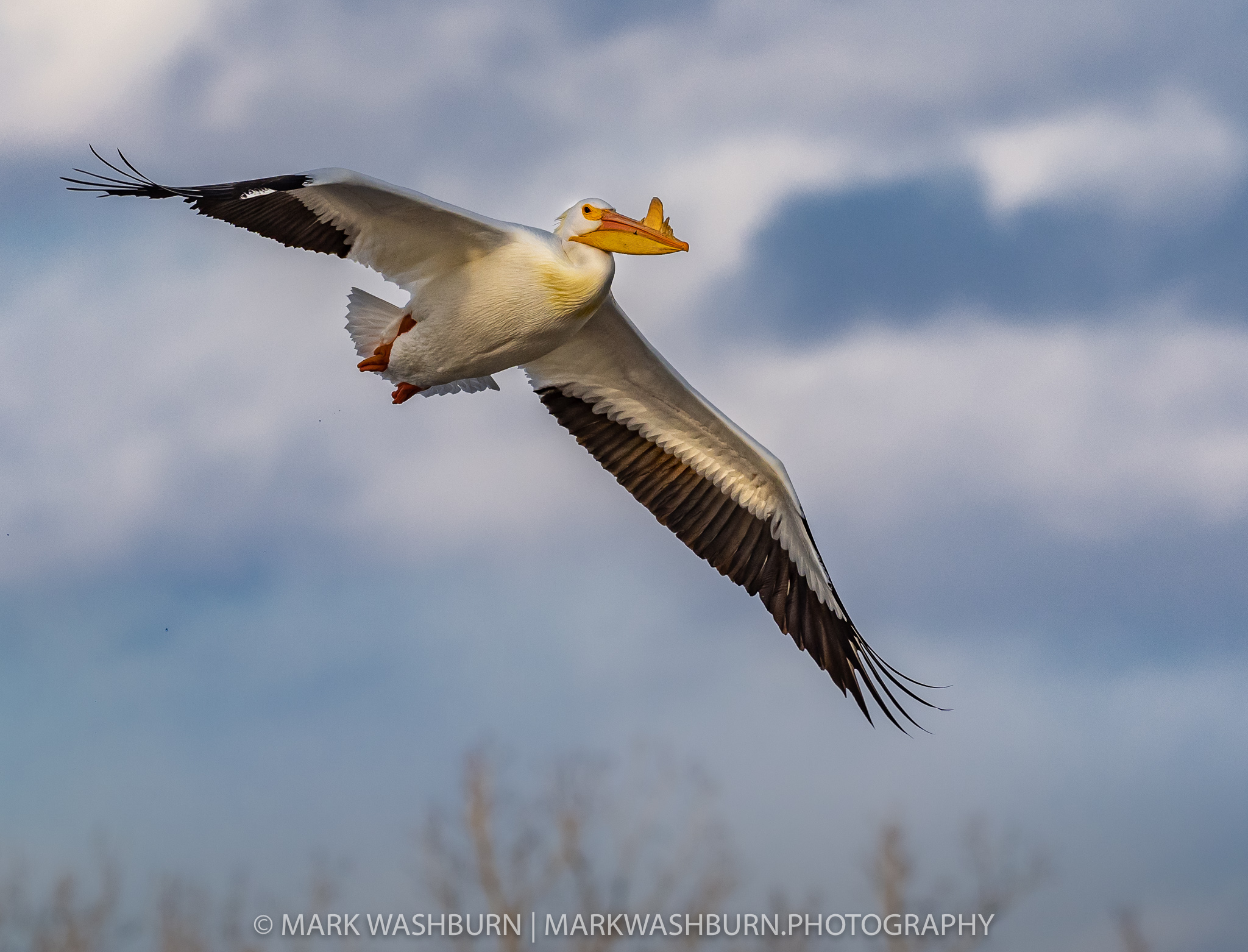 Winter Clouds – White Pelican