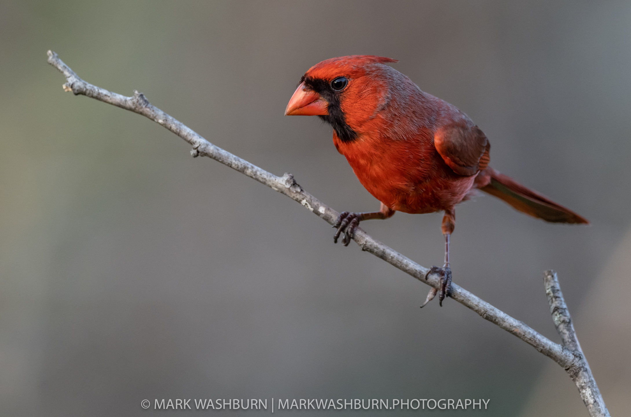 Days End – Northern Cardinal