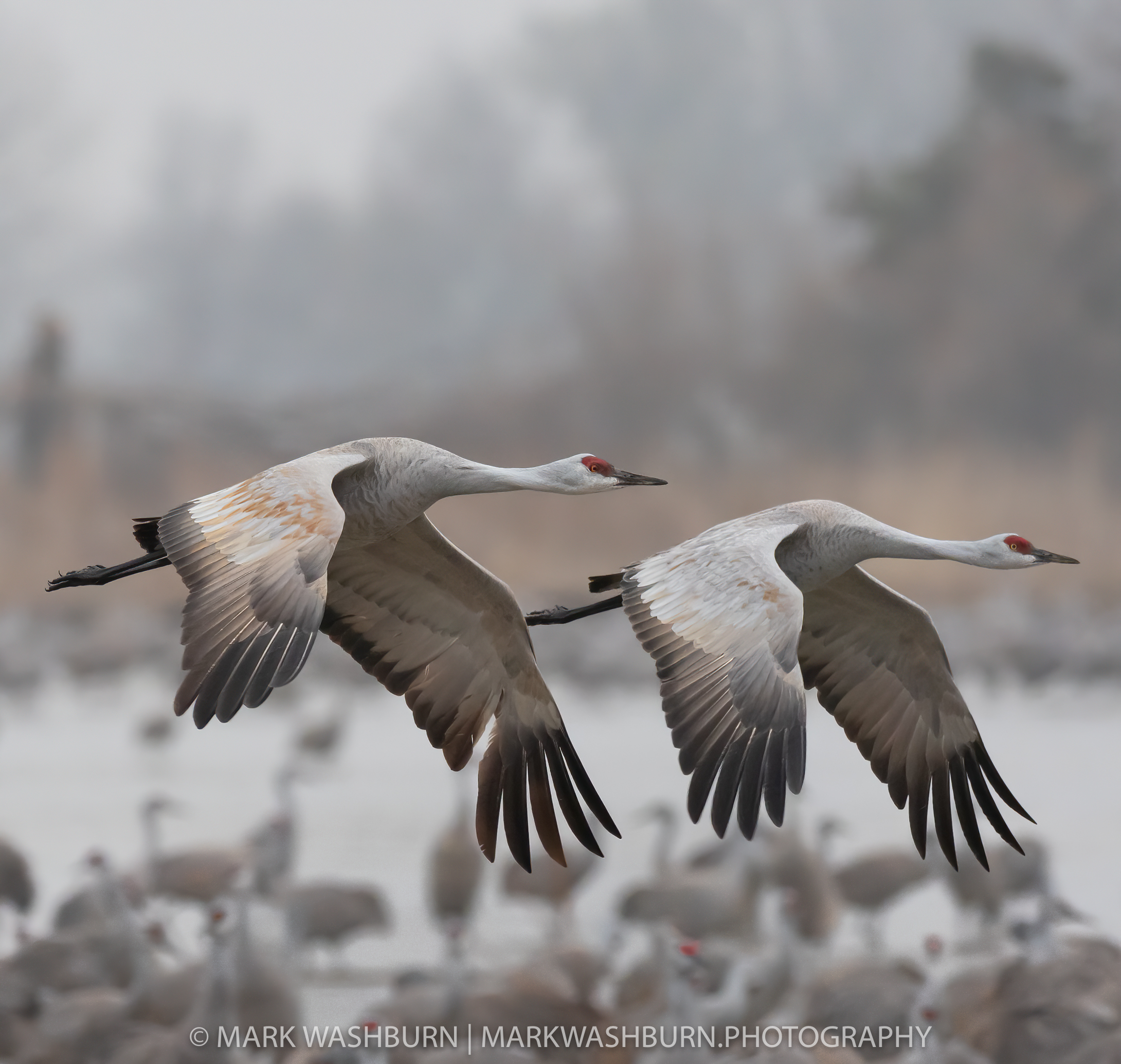 Early To Rise – Sandhill Cranes