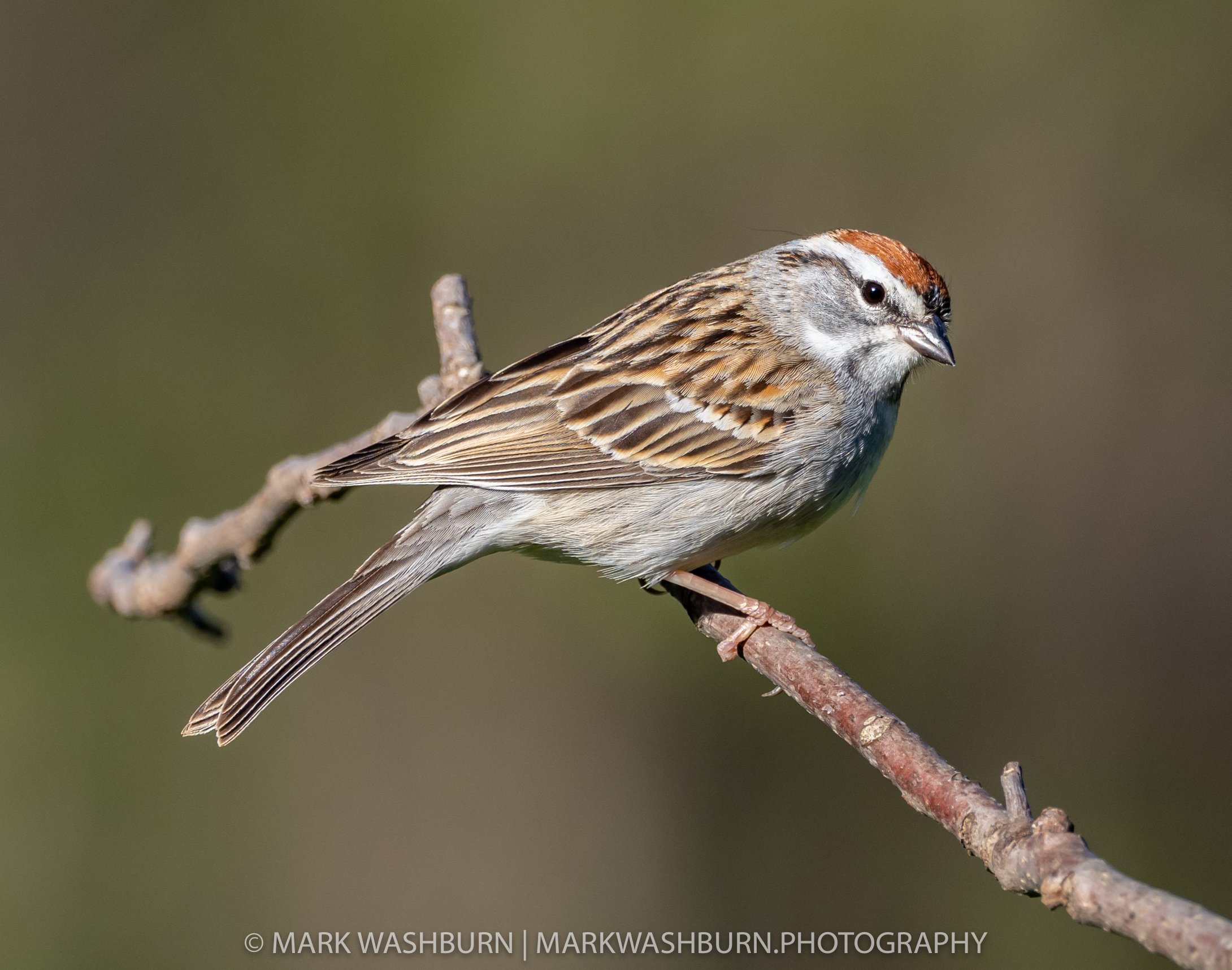 Chipping Sparrow