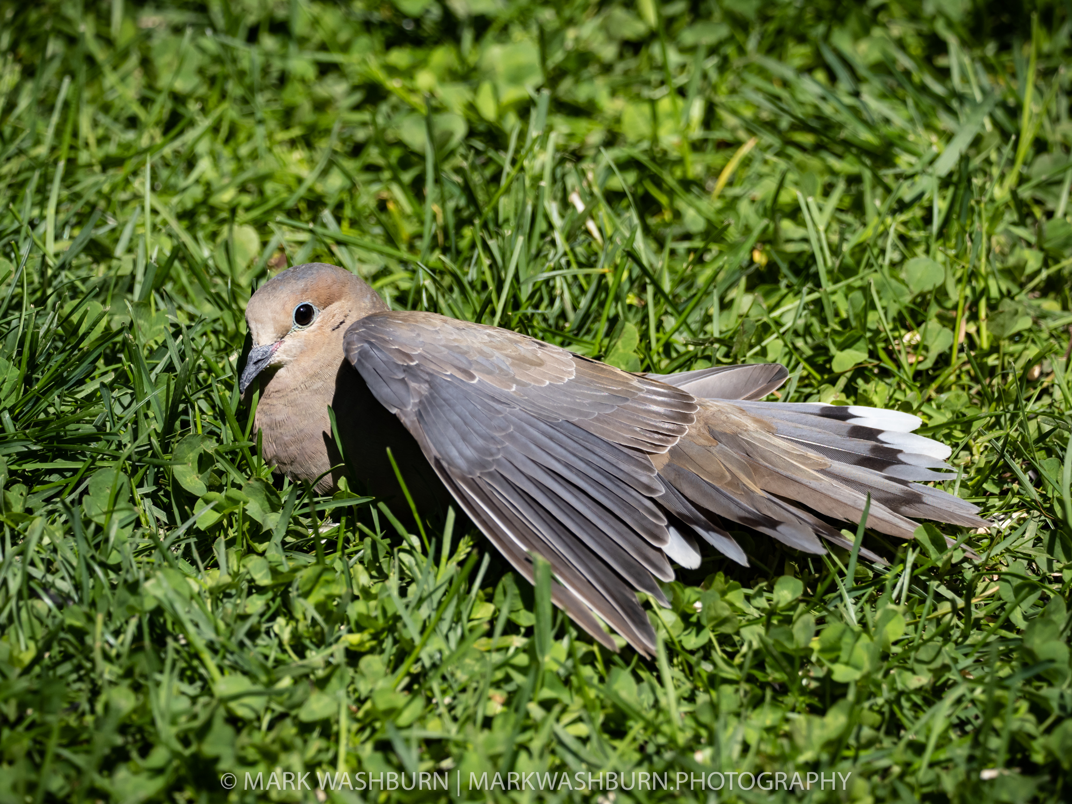 Sunbather – Mourning Dove