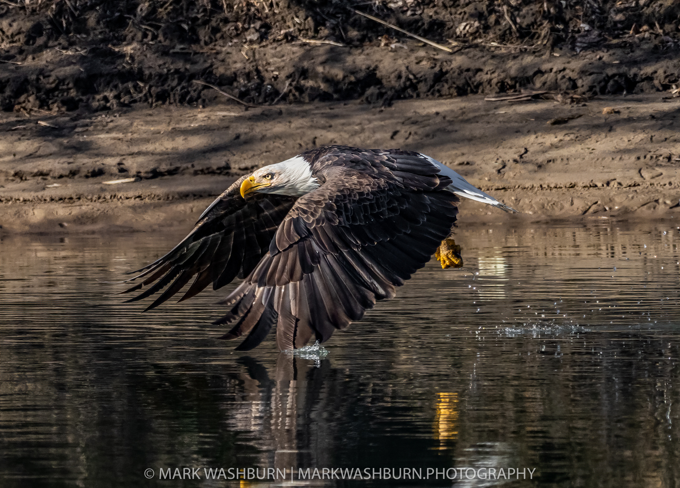 Bald Eagle – Darkness And Light