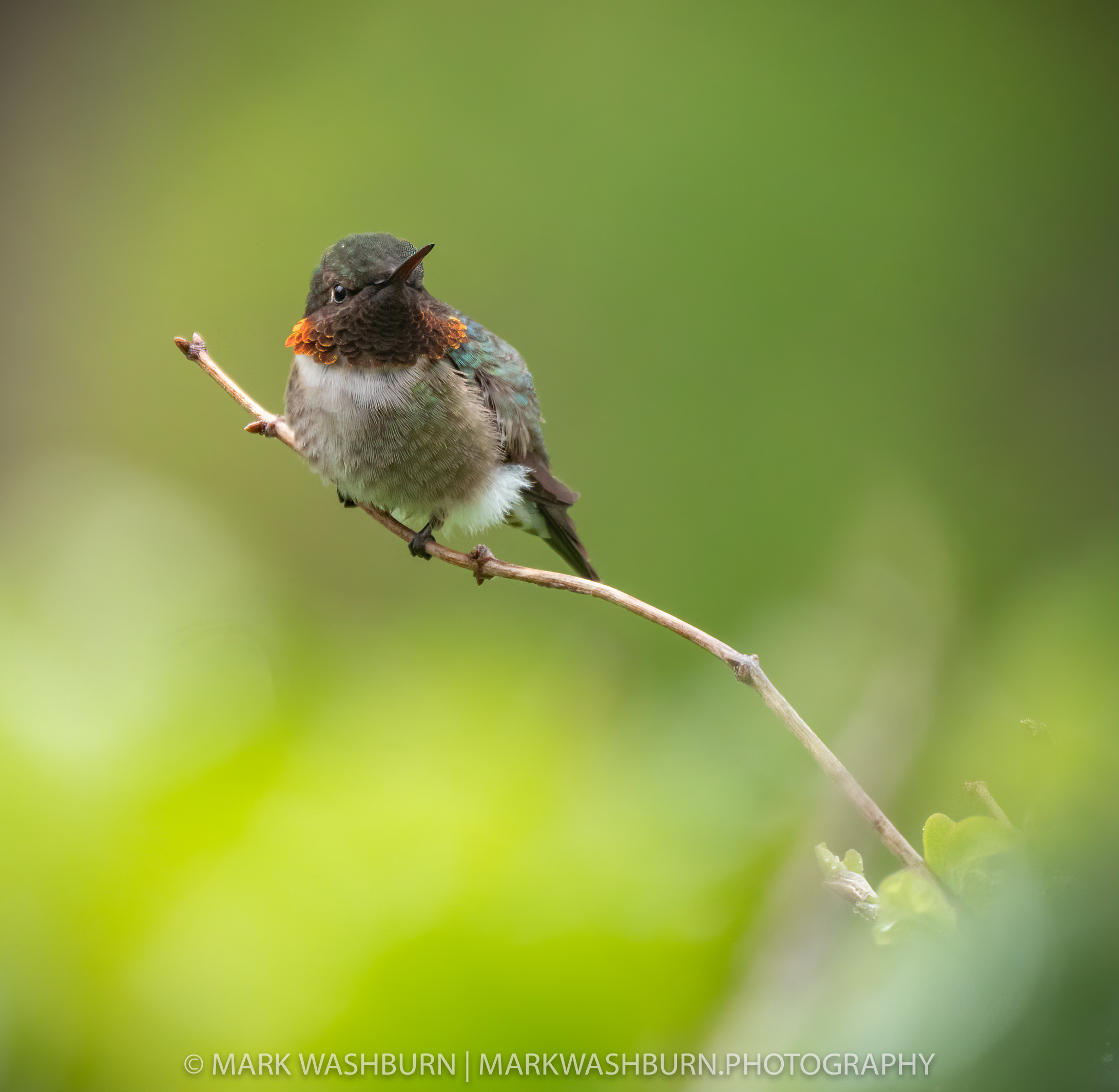 The Boss – Hummingbird