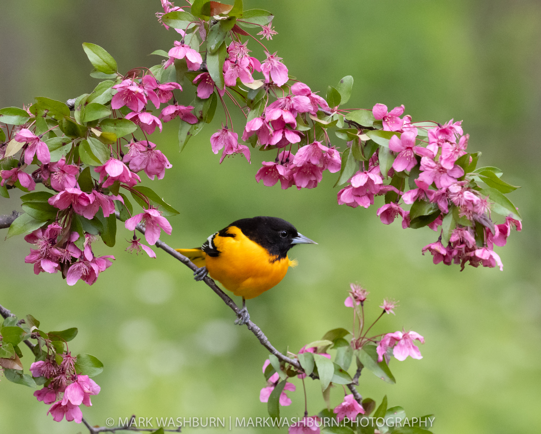 Beautiful Surroundings – Oriole