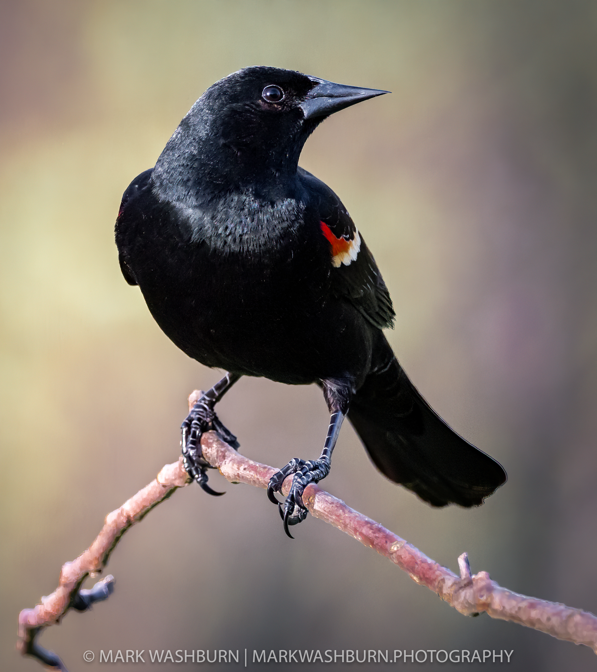 Red Winged  Blackbird