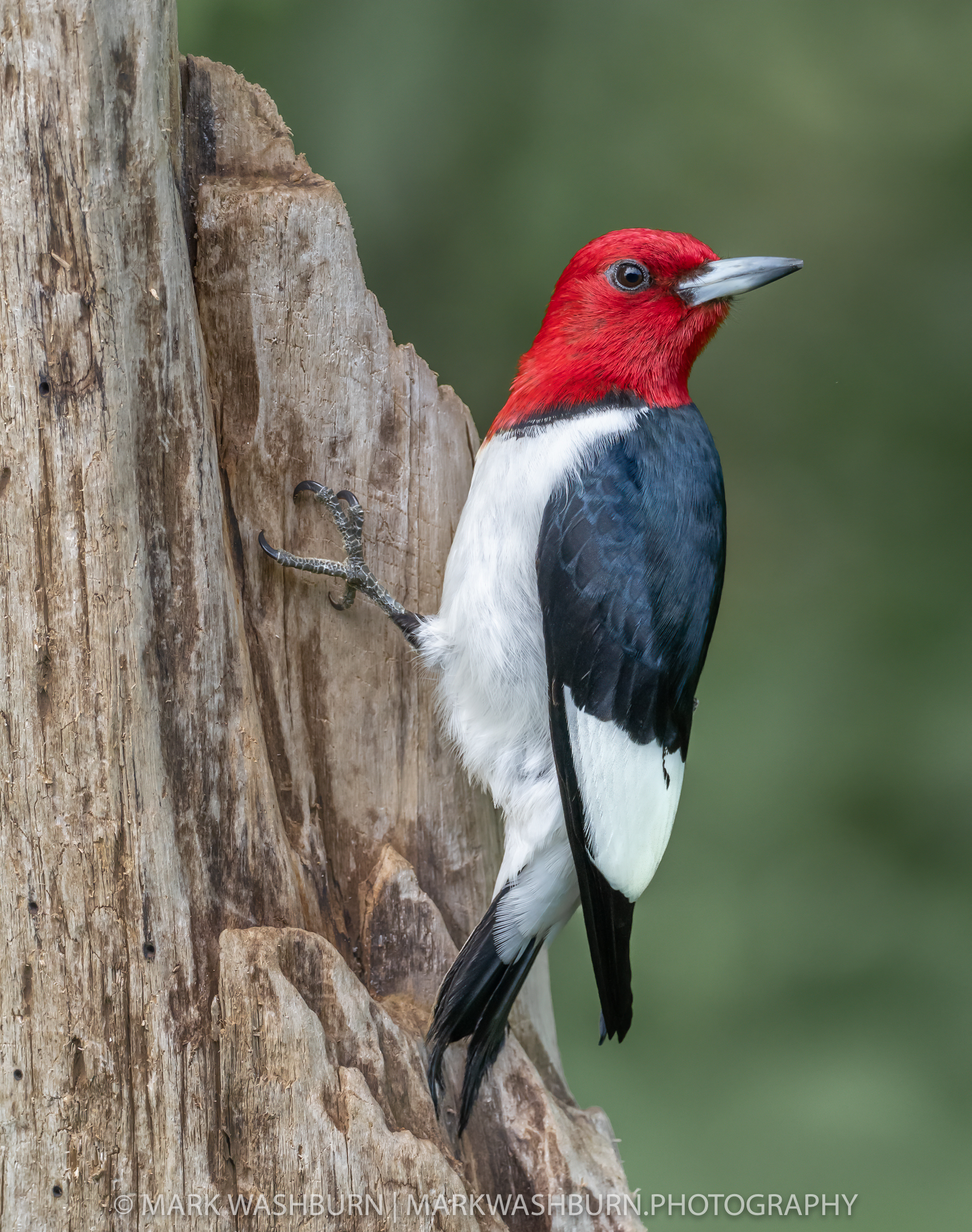 Star Quality – The Redhead