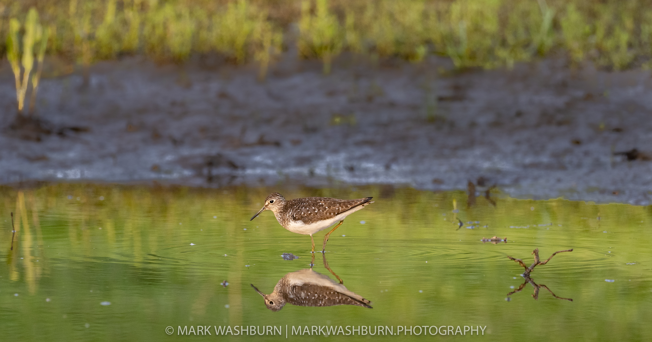 Solitary Sandpiper