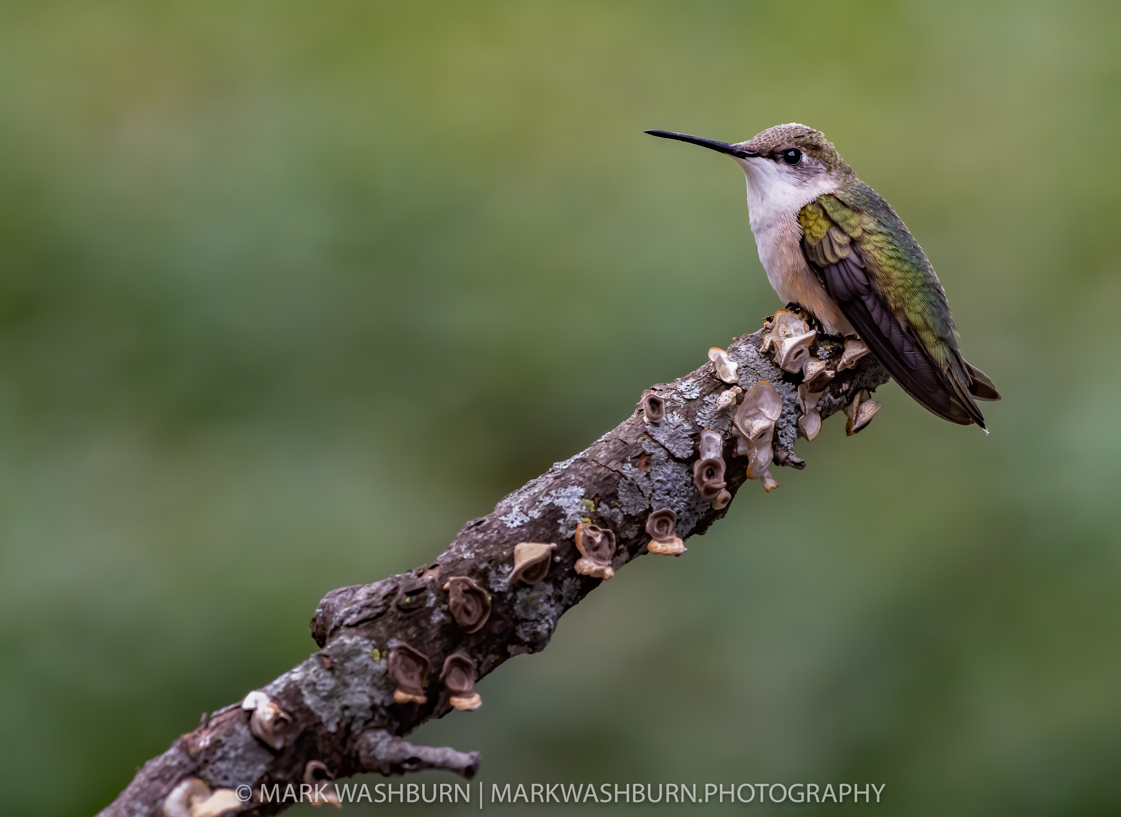 Hummingbird In The Rain