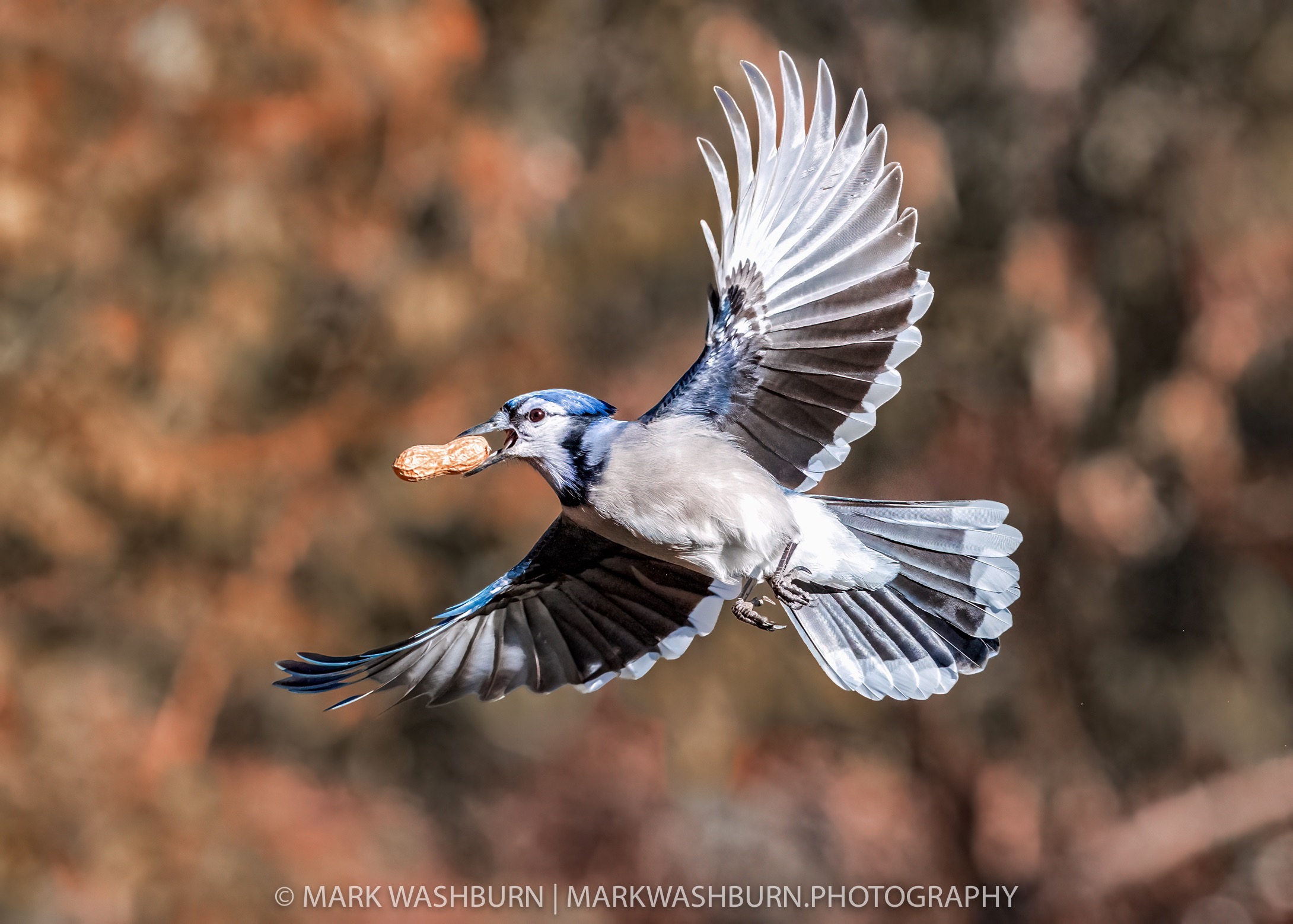 bluejay-nut.jpg bluejay-nut.jpg