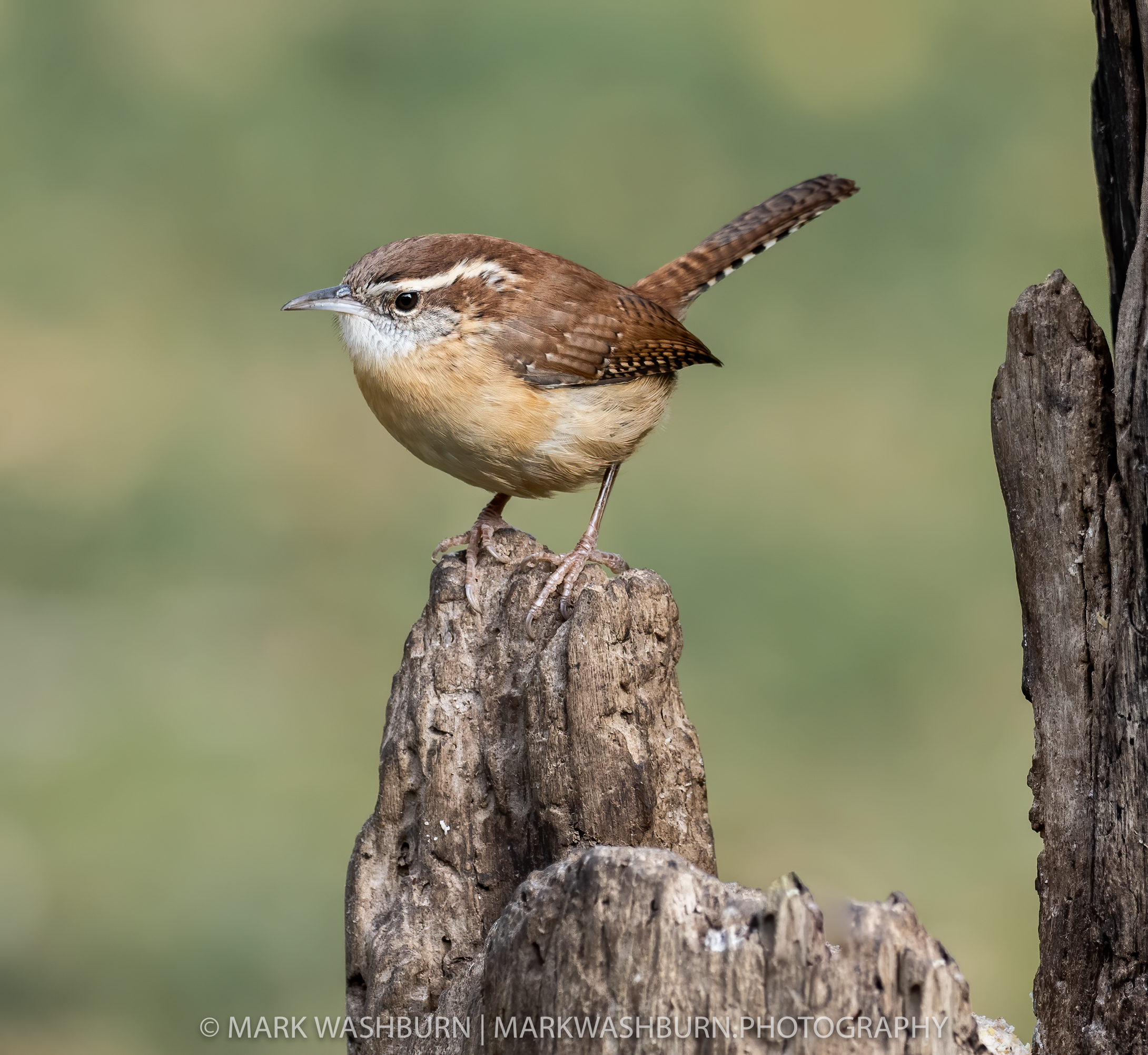 Carolina Wren